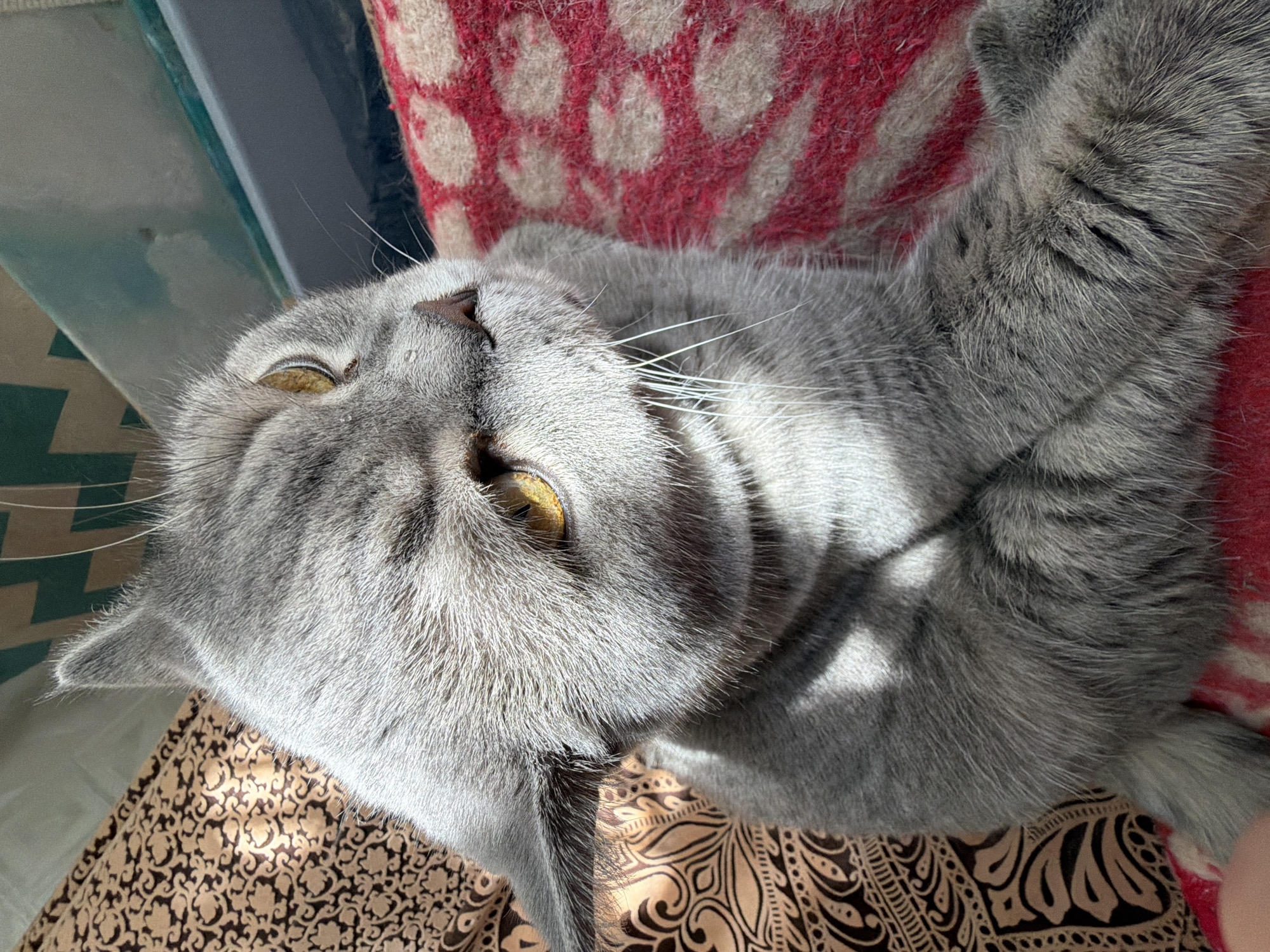 Morning domestic moments with cat and children in Perm