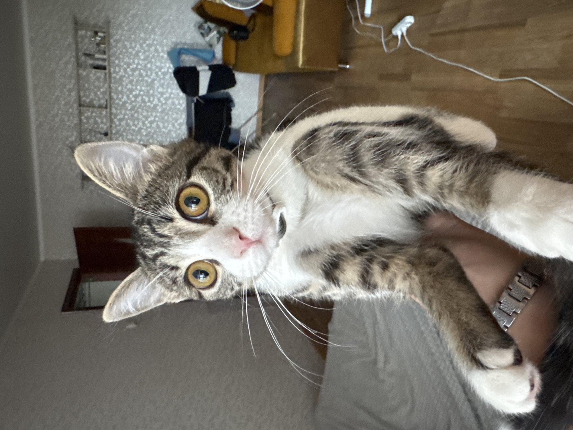 Cats, daylilies, and quiet streets in Orsk on a June morning