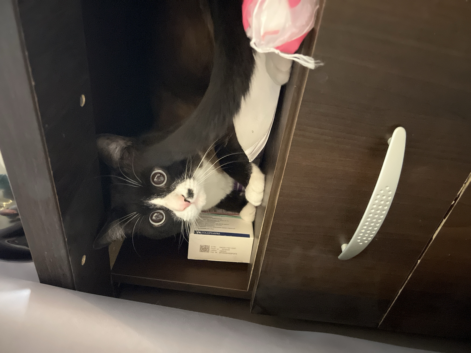 Cat found inside cabinet with household items in Russia