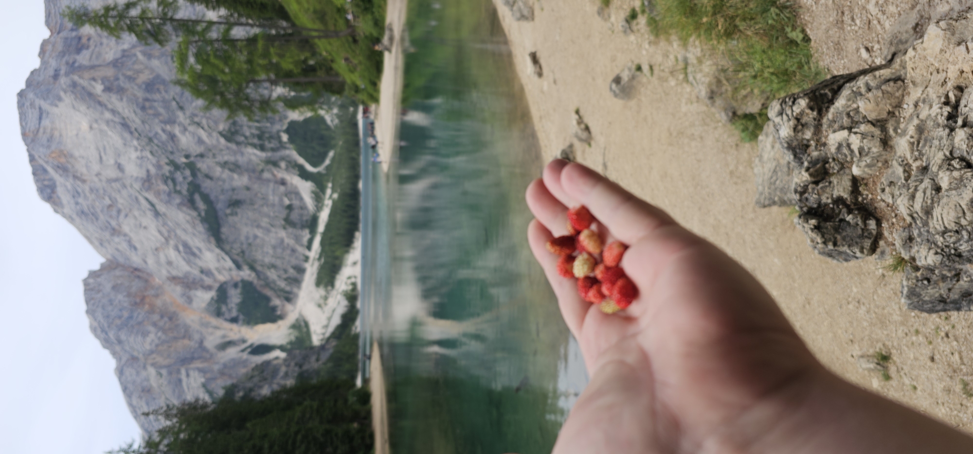 Wild strawberries held over the waters of Lago di Braies