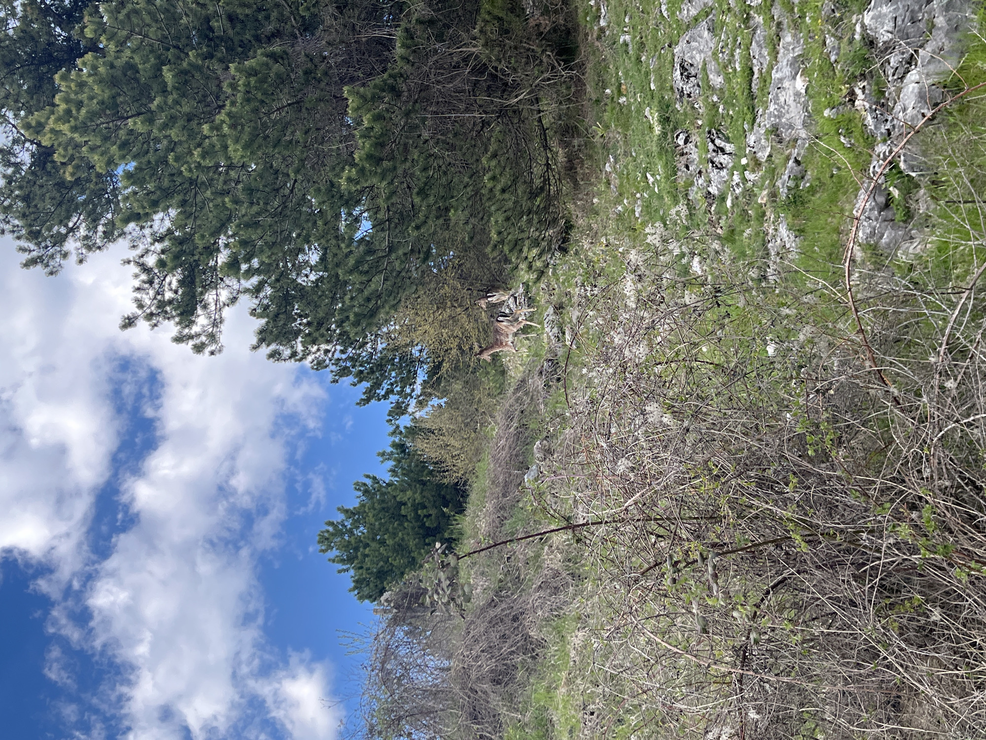 Hillside landscape documented near Turyan, Bulgaria on spring afternoon