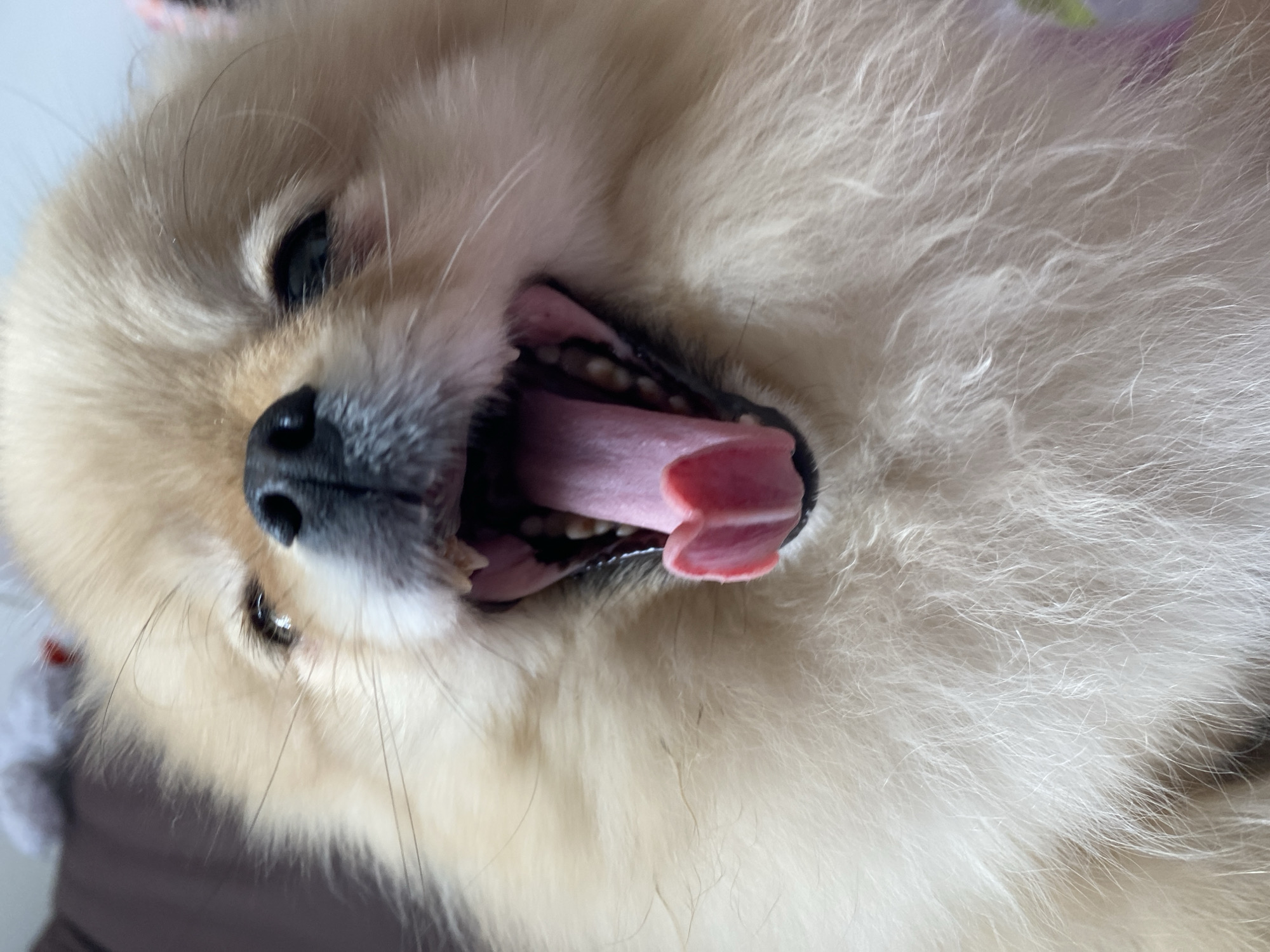 Person plays with Pomeranian dog and parakeet indoors