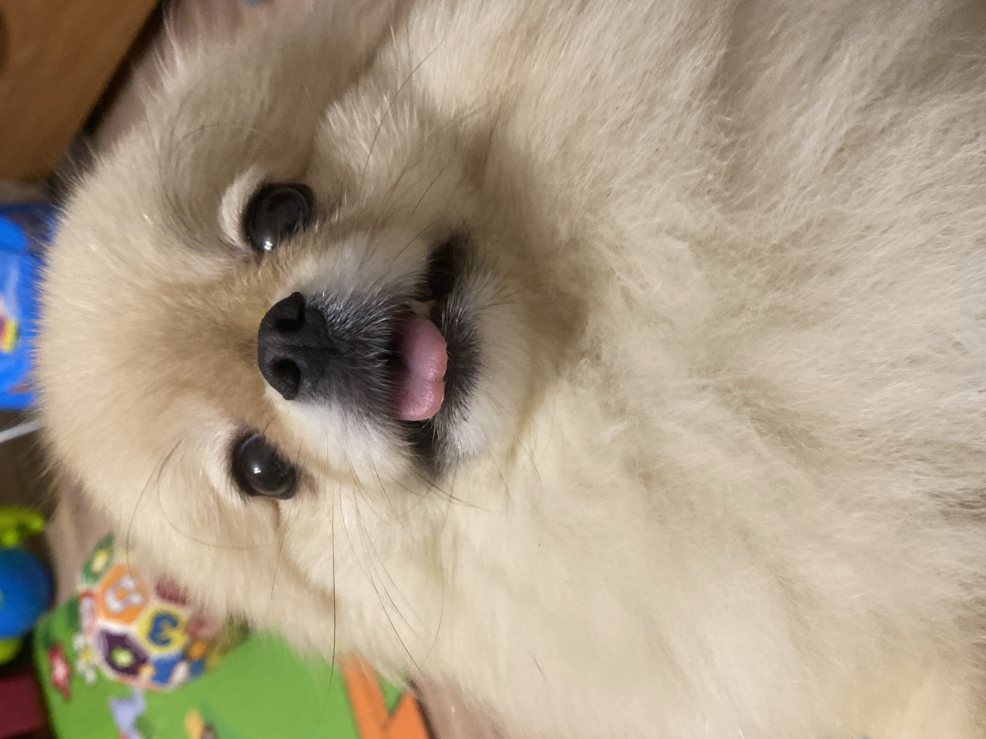 Family bathes Pomeranian dog, captured in domestic moments with toddler