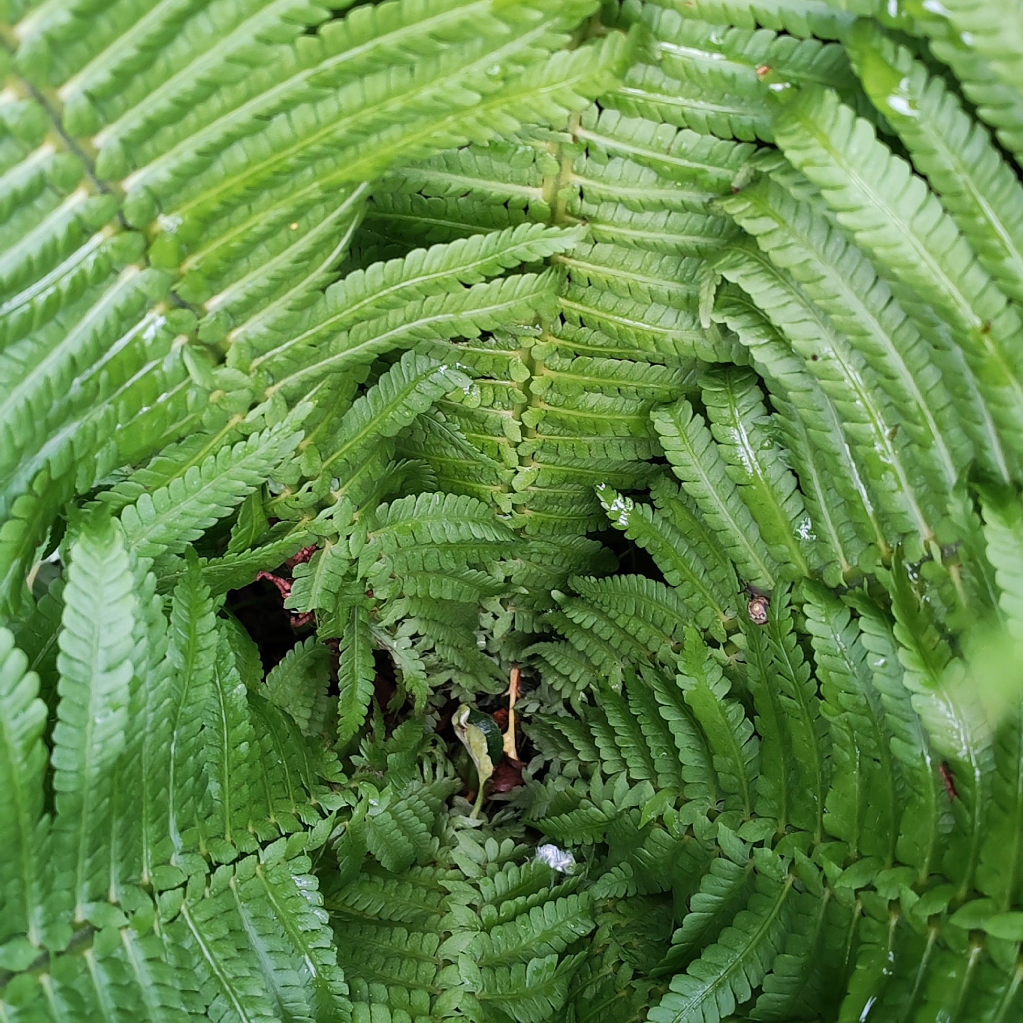 Morning garden photography session captures flora in Chaikovsky, Russia