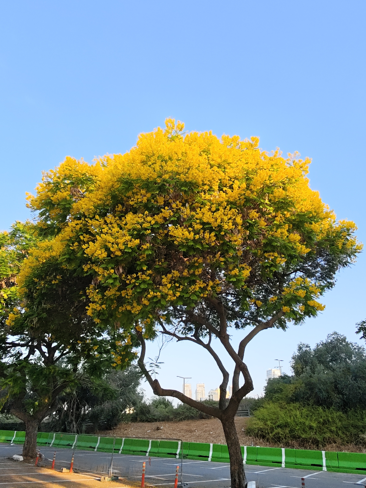 Yellow flowering tree canopy against a clear blue sky