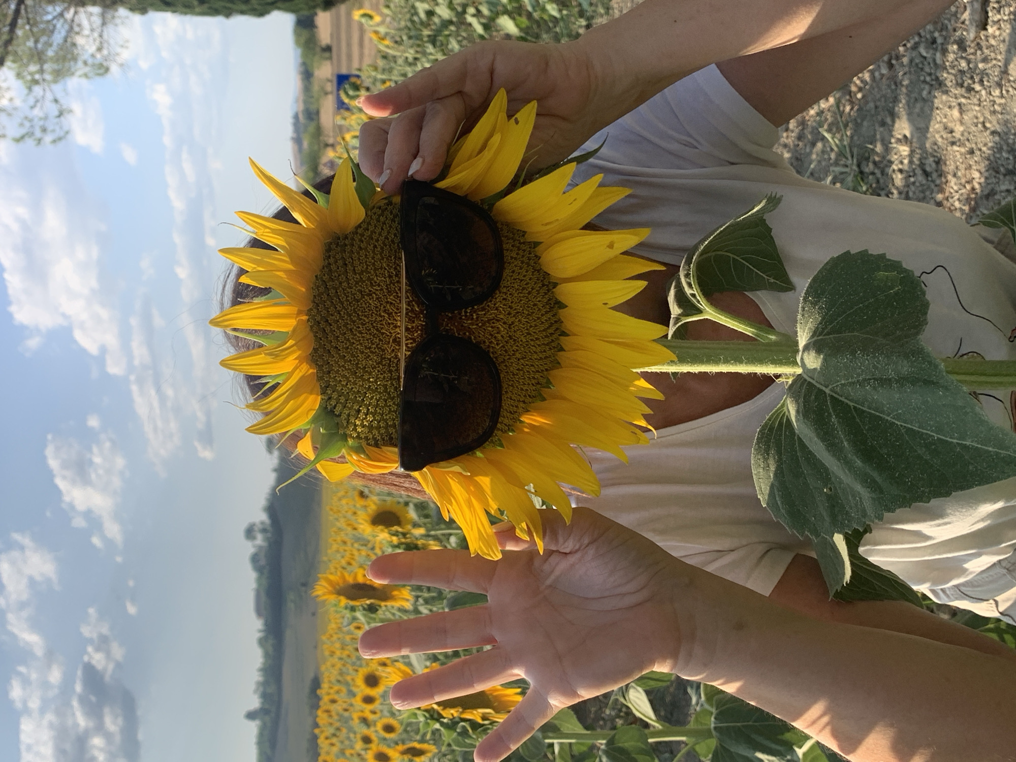 Playful moment in a Tuscan sunflower field, summer 2026
