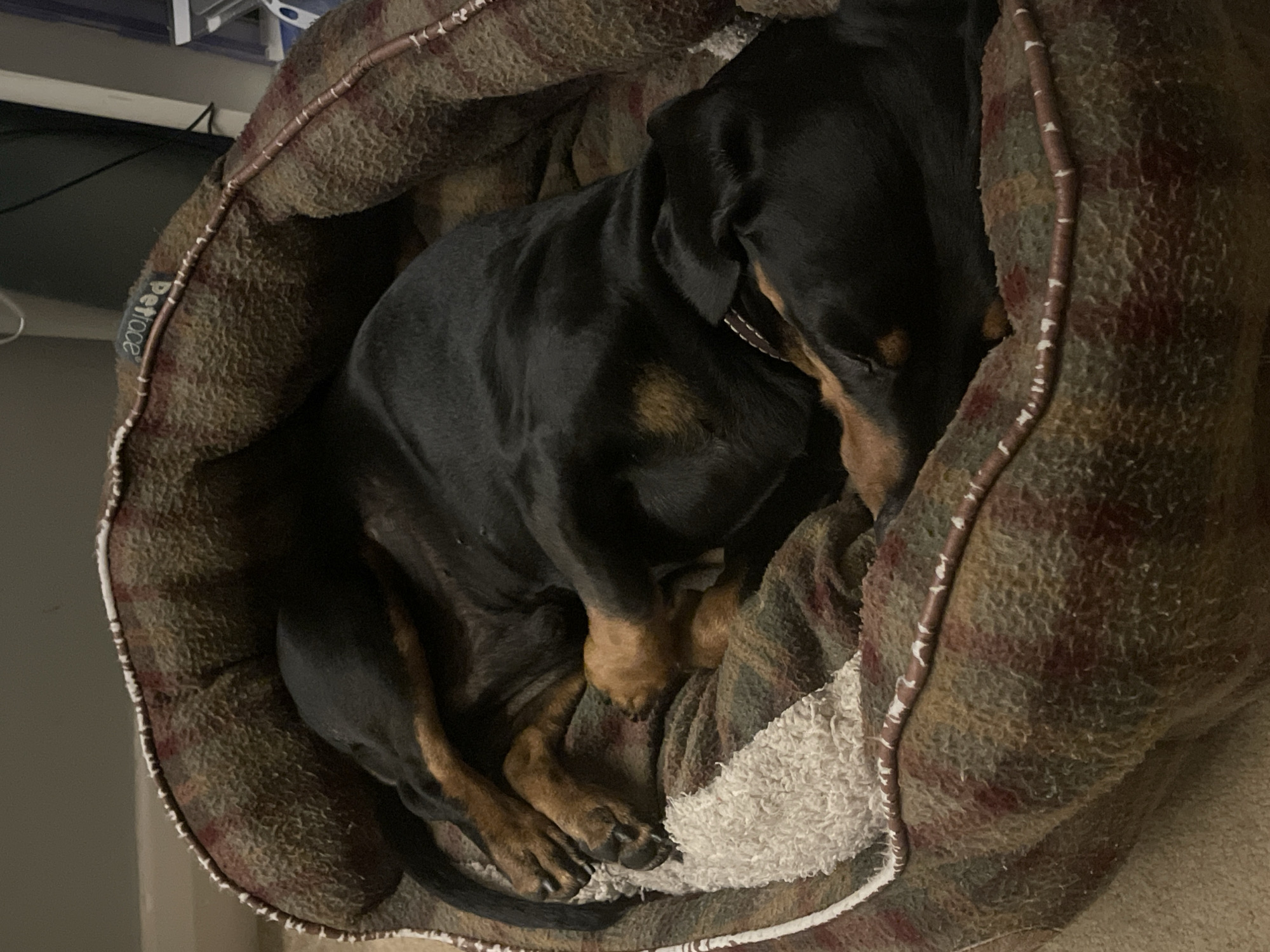 Dachshund sleeps peacefully in plaid bed, Maidstone