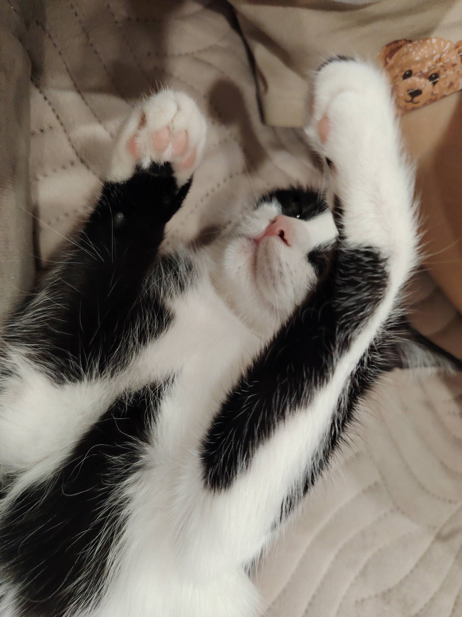 Cat relaxes on blanket during brief dental checkup