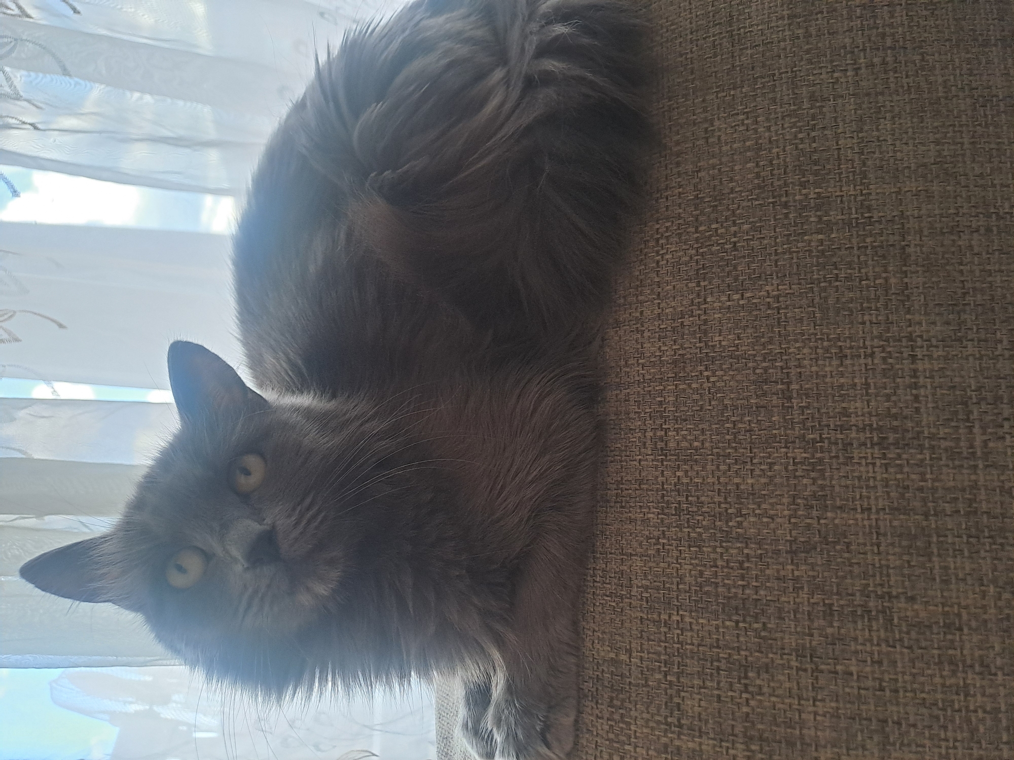 Witness captures casual afternoon moments with cat, snacks, urban scene