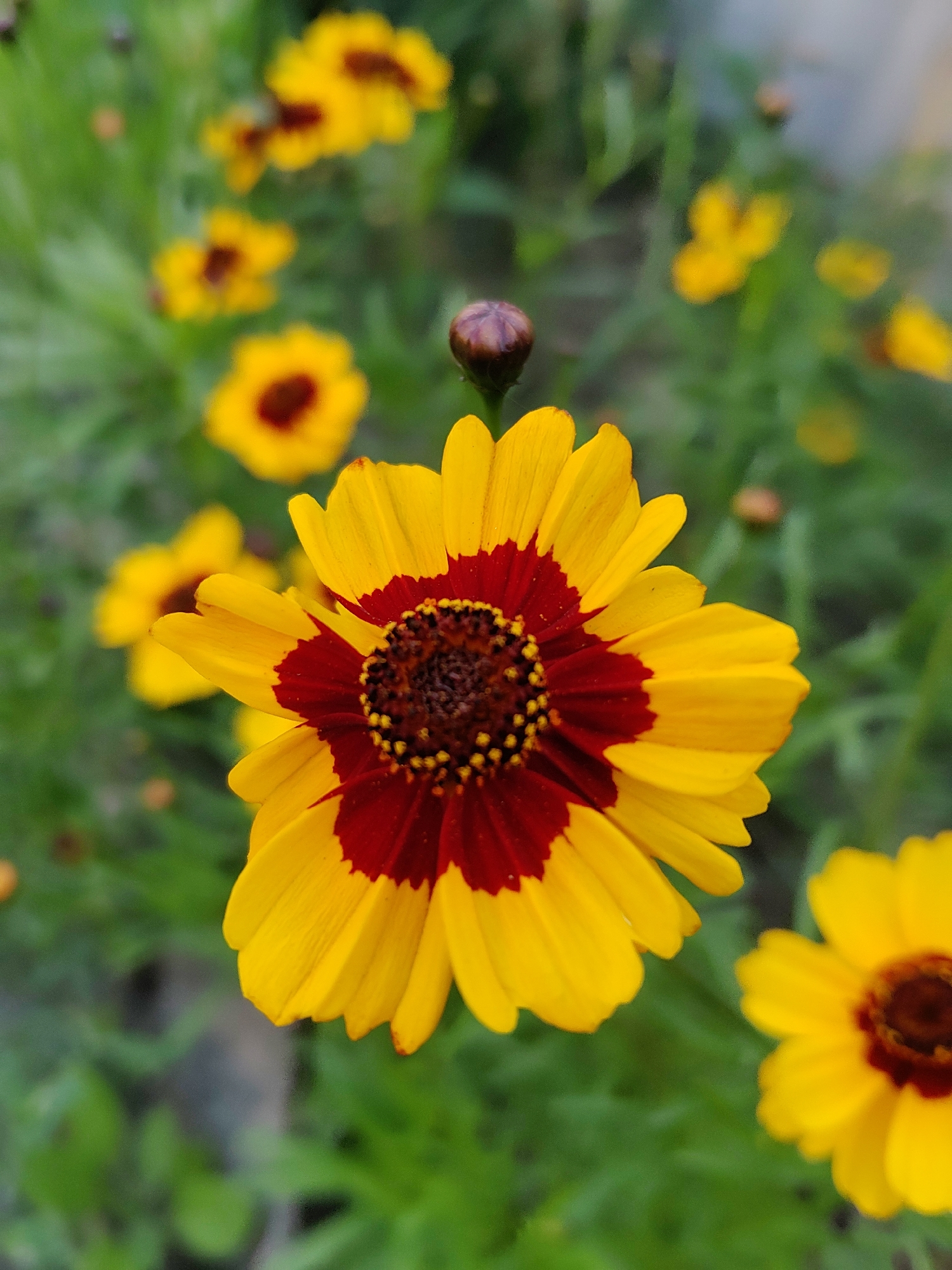 Close-up garden flowers in bloom, Kharkiv