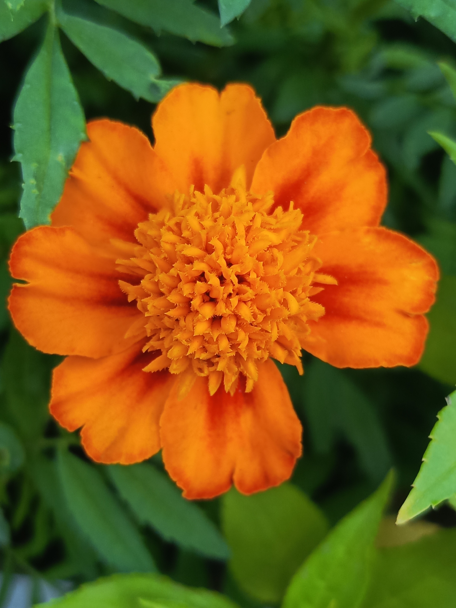 Close-up garden shots: marigolds, dahlia, and variegated grass