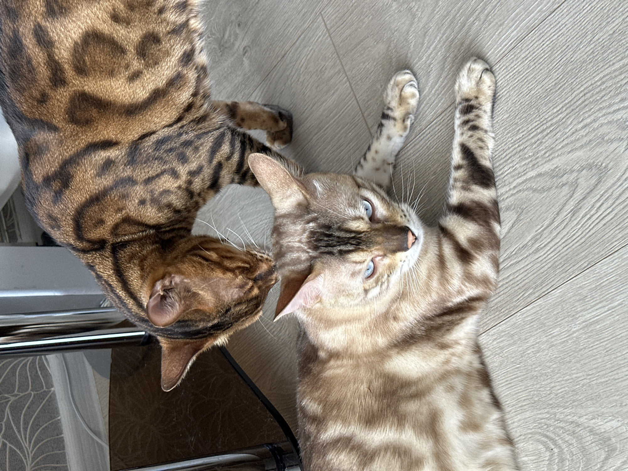 Two blue-eyed Bengal cats lounging on a wooden floor