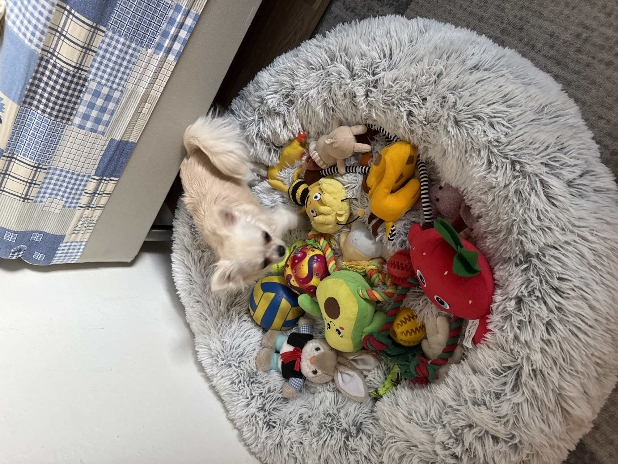 Oslo apartment full of diamond art, decor, and chihuahuas