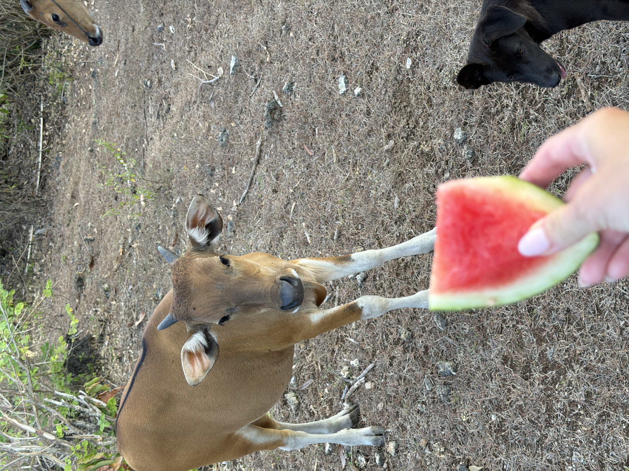 Feeding watermelon to cattle on dry ground in Kuta Selatan