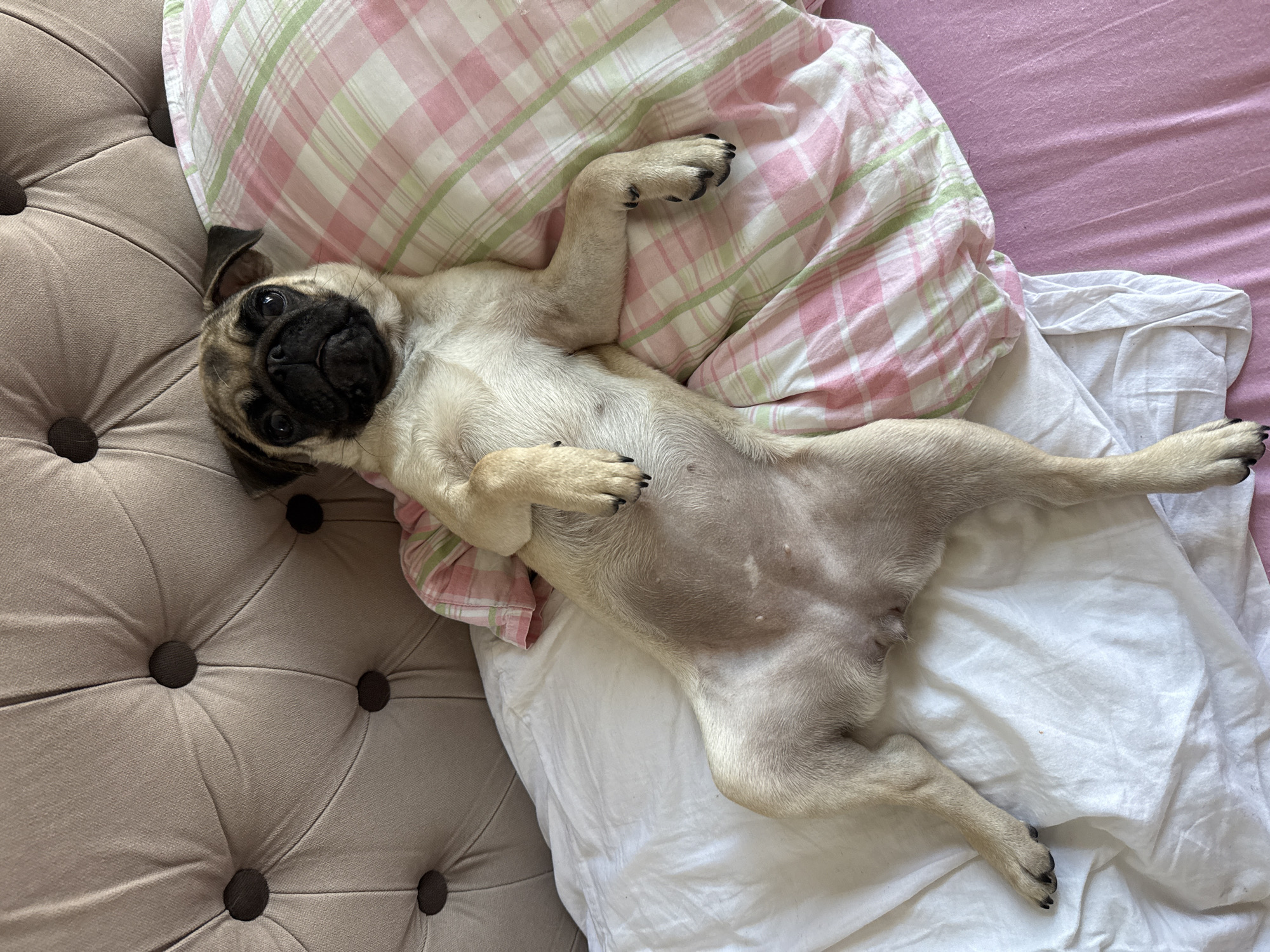 Pug puppy yawns and lounges on a plaid bed