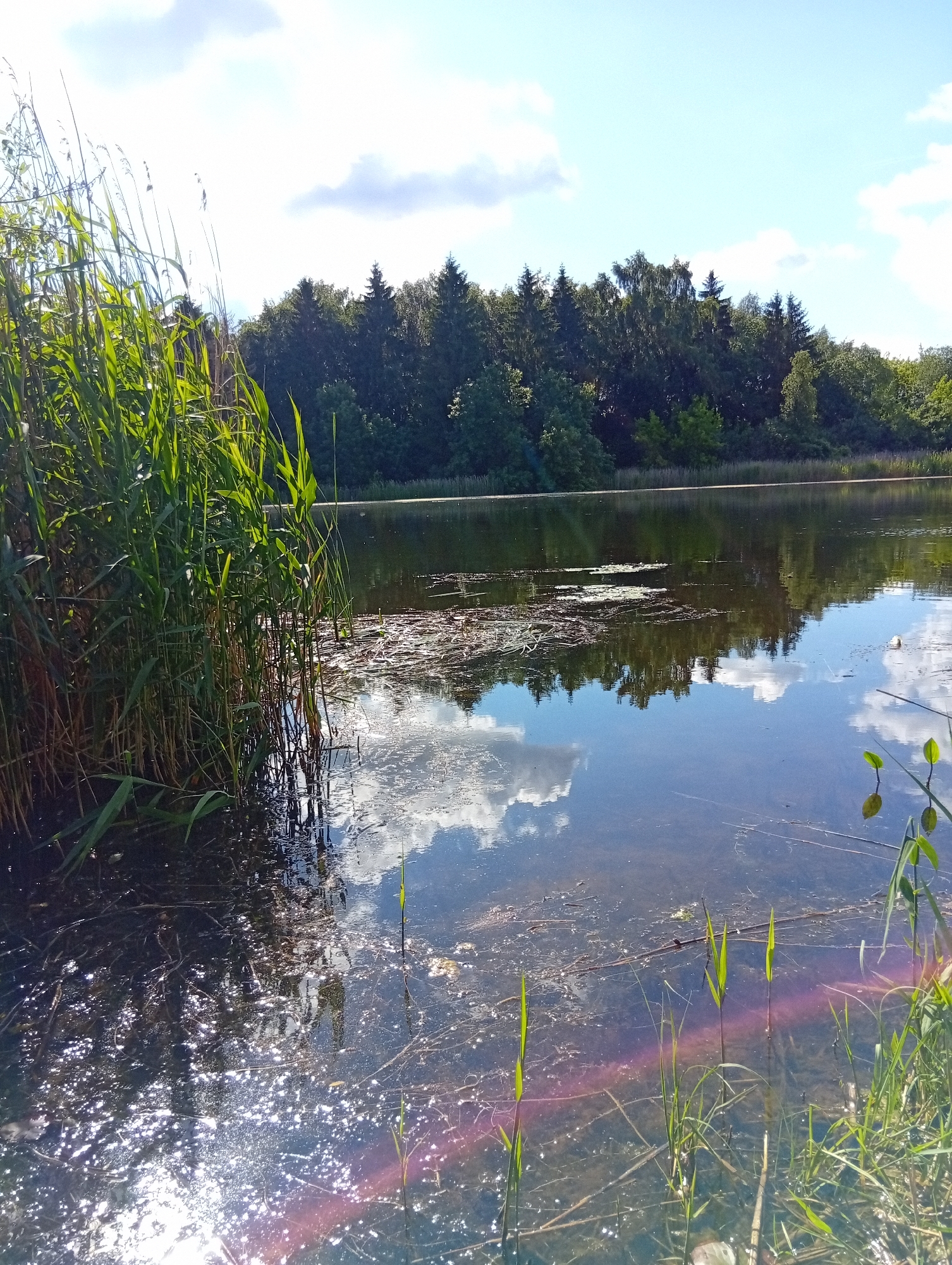 Peaceful lakeside reeds and trees in rural Lithuania