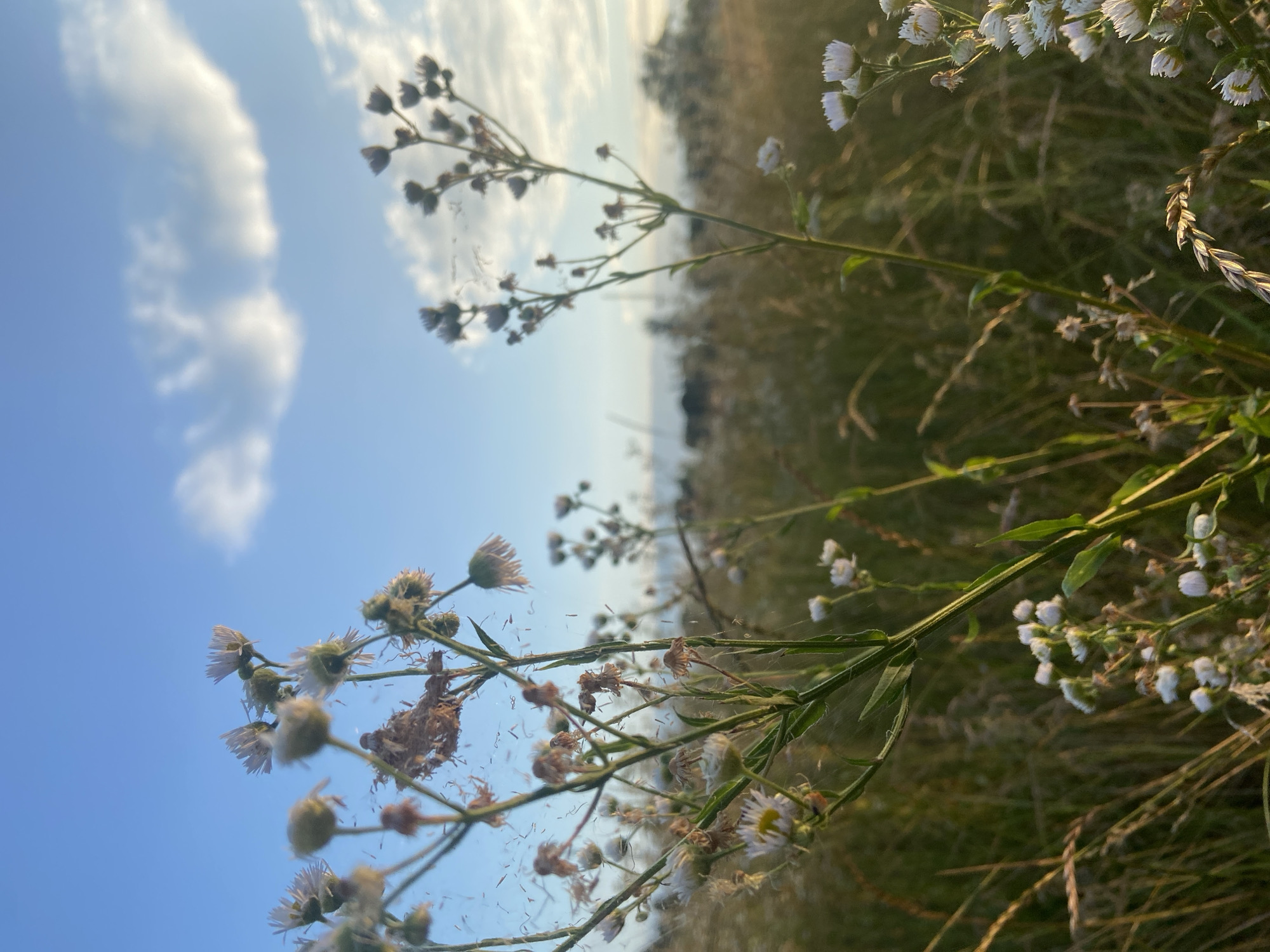 Close-up botanical study: wildflowers, foliage, and fruit in summer