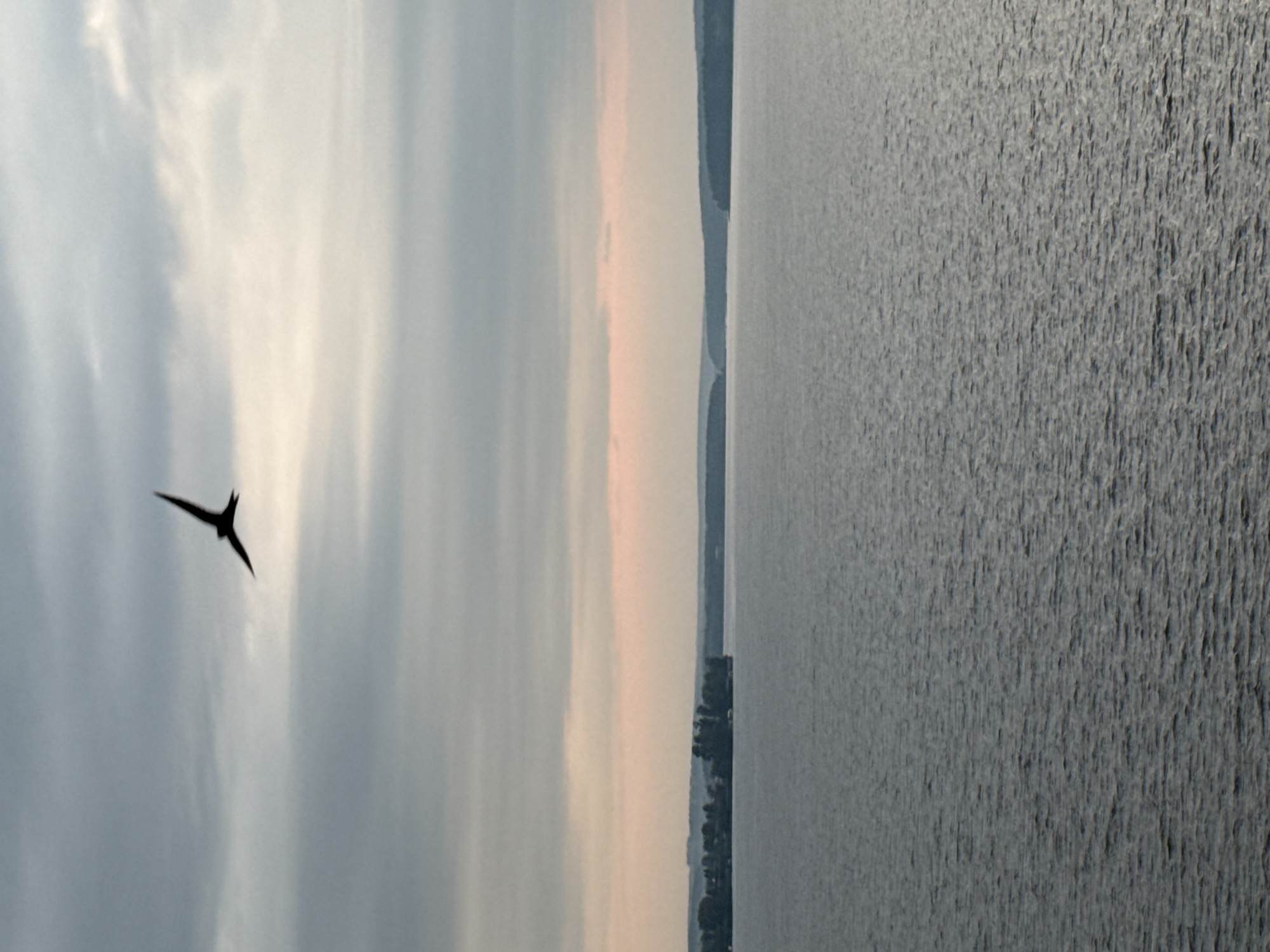 Birds over open water near Votkinsk on a cloudy afternoon