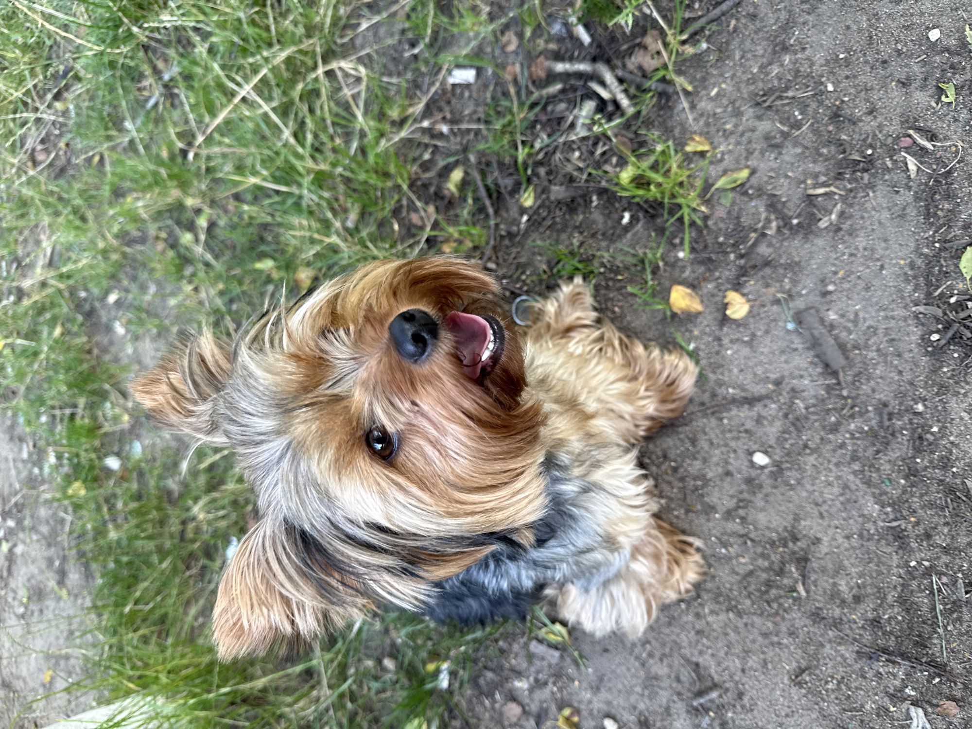 Yorkshire Terrier chilling on a dirt path in Rudamina