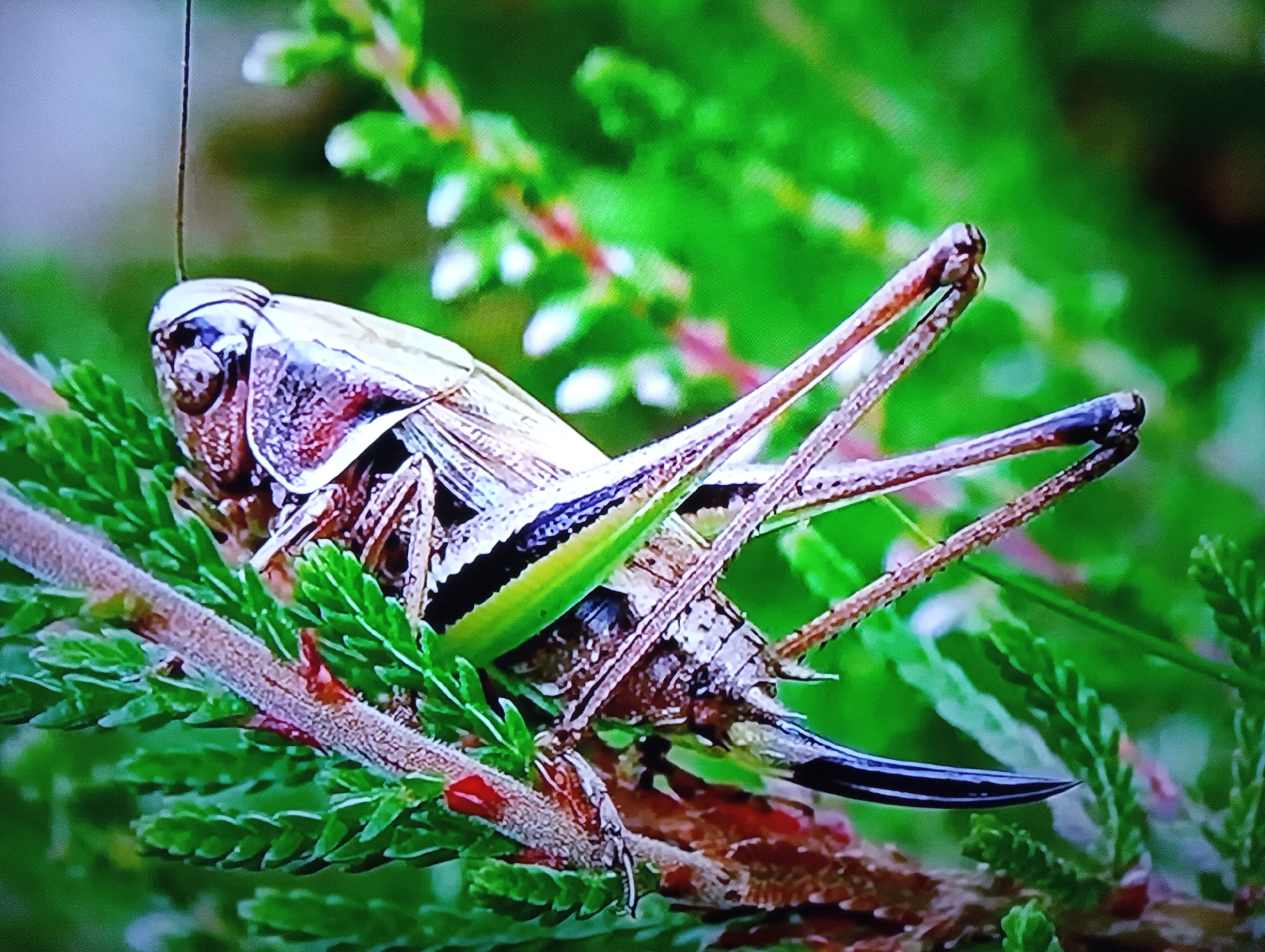 Macro close-ups of grasshoppers, bees, and insects on plants
