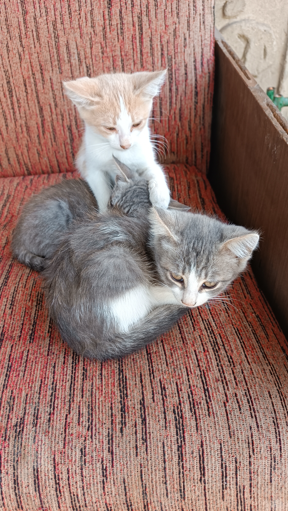 Three kittens napping together on a striped sofa in Moldova