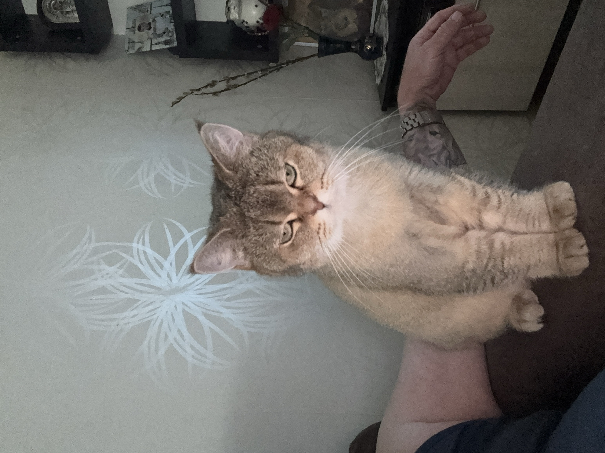 Cats and home life in a Zaporizhzhia apartment