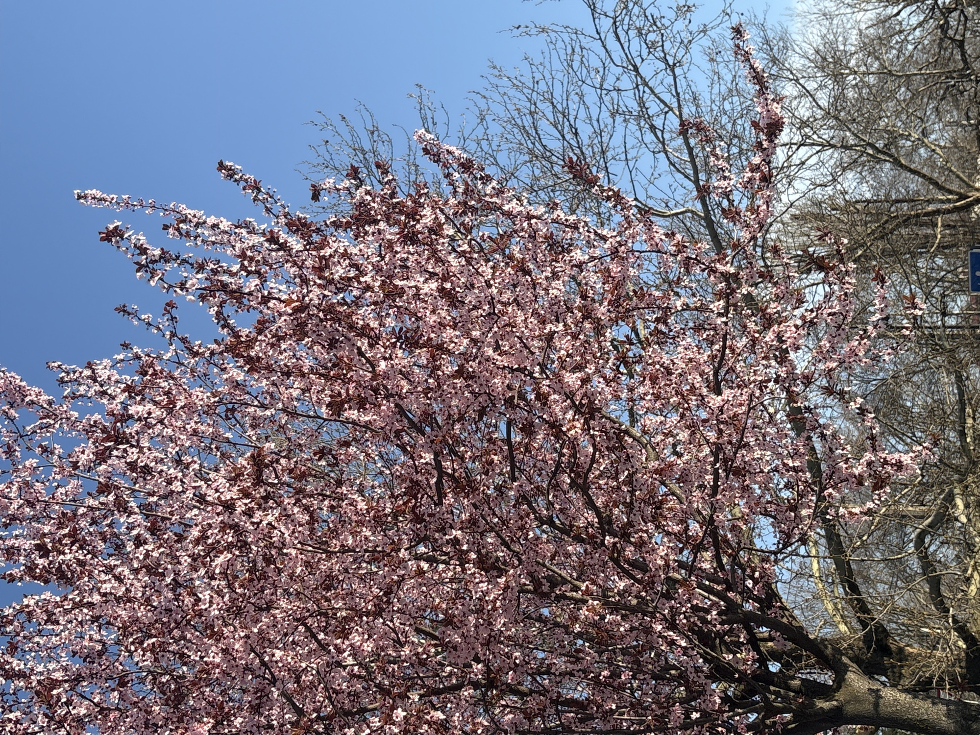 Spring blooms documented in Simferopol during clear afternoon