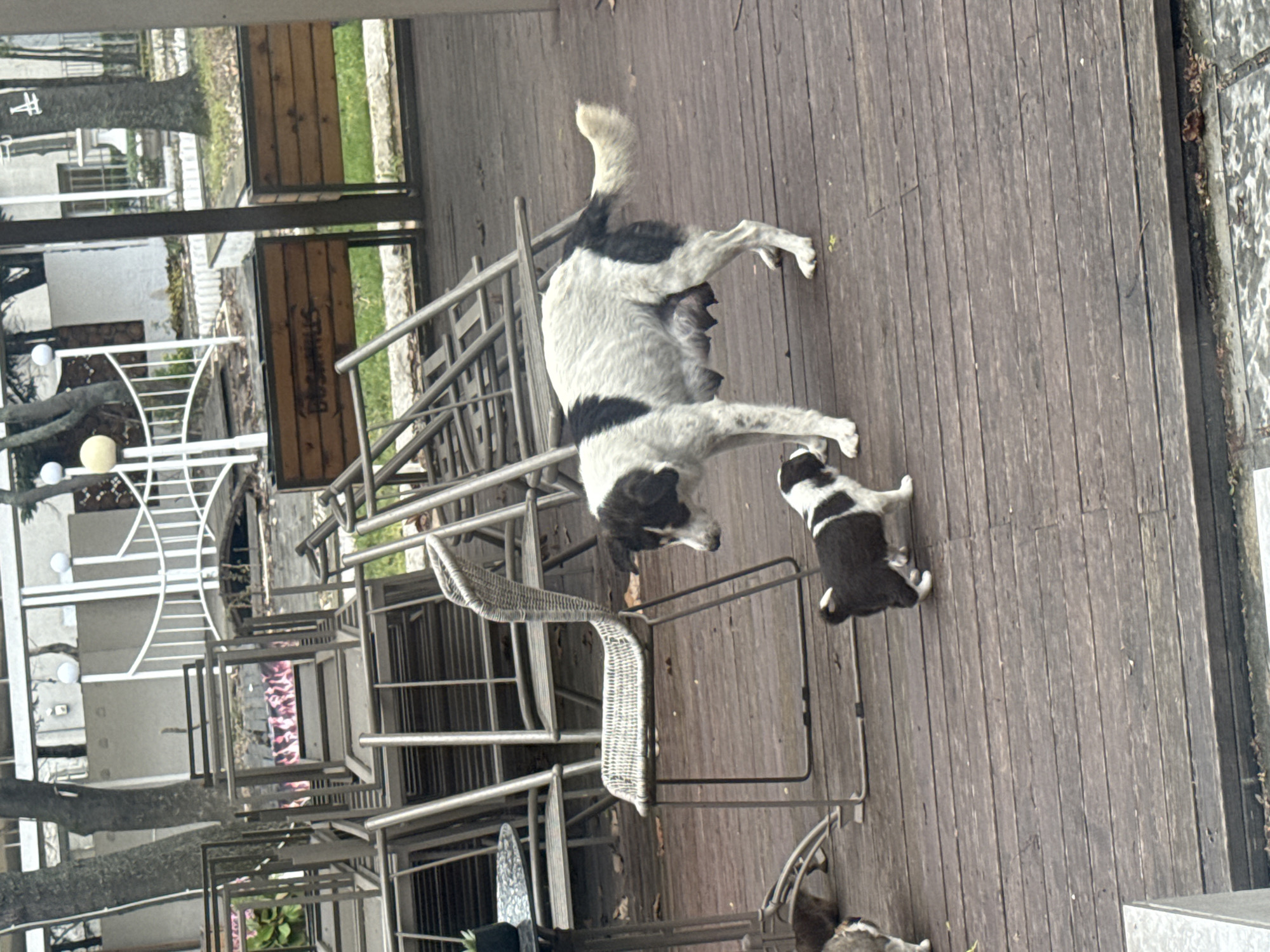 Mother dog and puppy spotted at Varna cafe deck