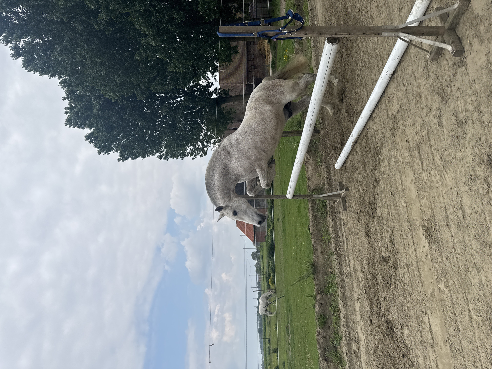 Horse jumping training session observed in Estaimpuis, Belgium