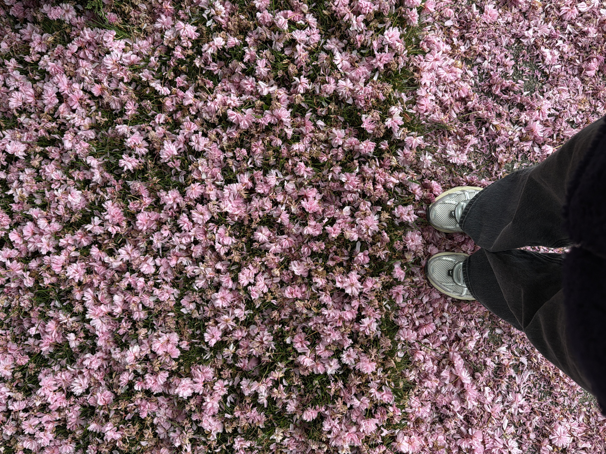 Late-night cherry blossom documentation in Coquitlam residential area
