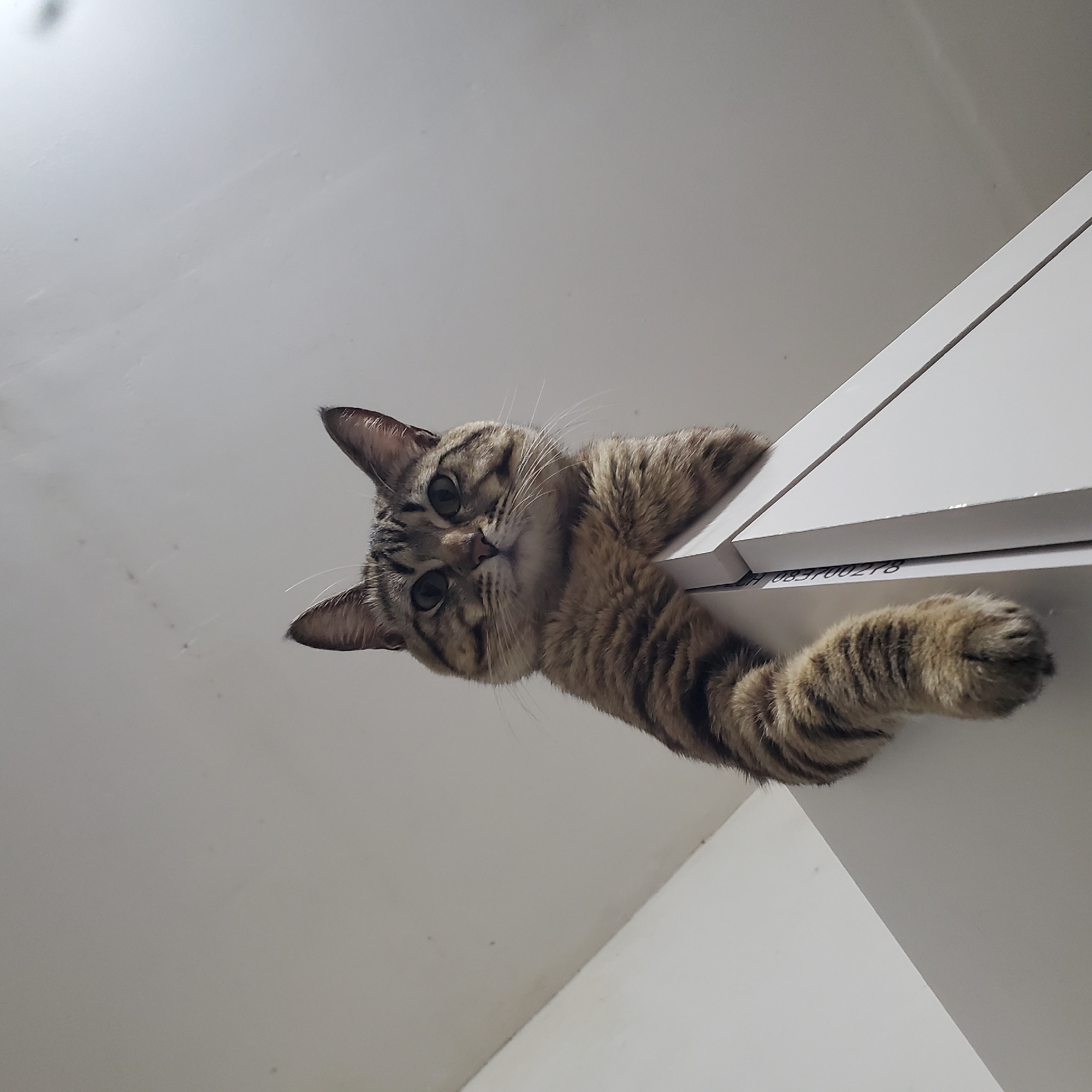Cat perches on cabinet edge in Curitiba, Brazil