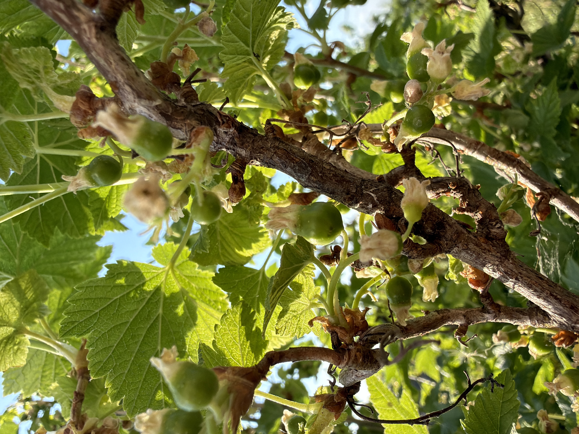 Spring garden life documented in rural Russian village