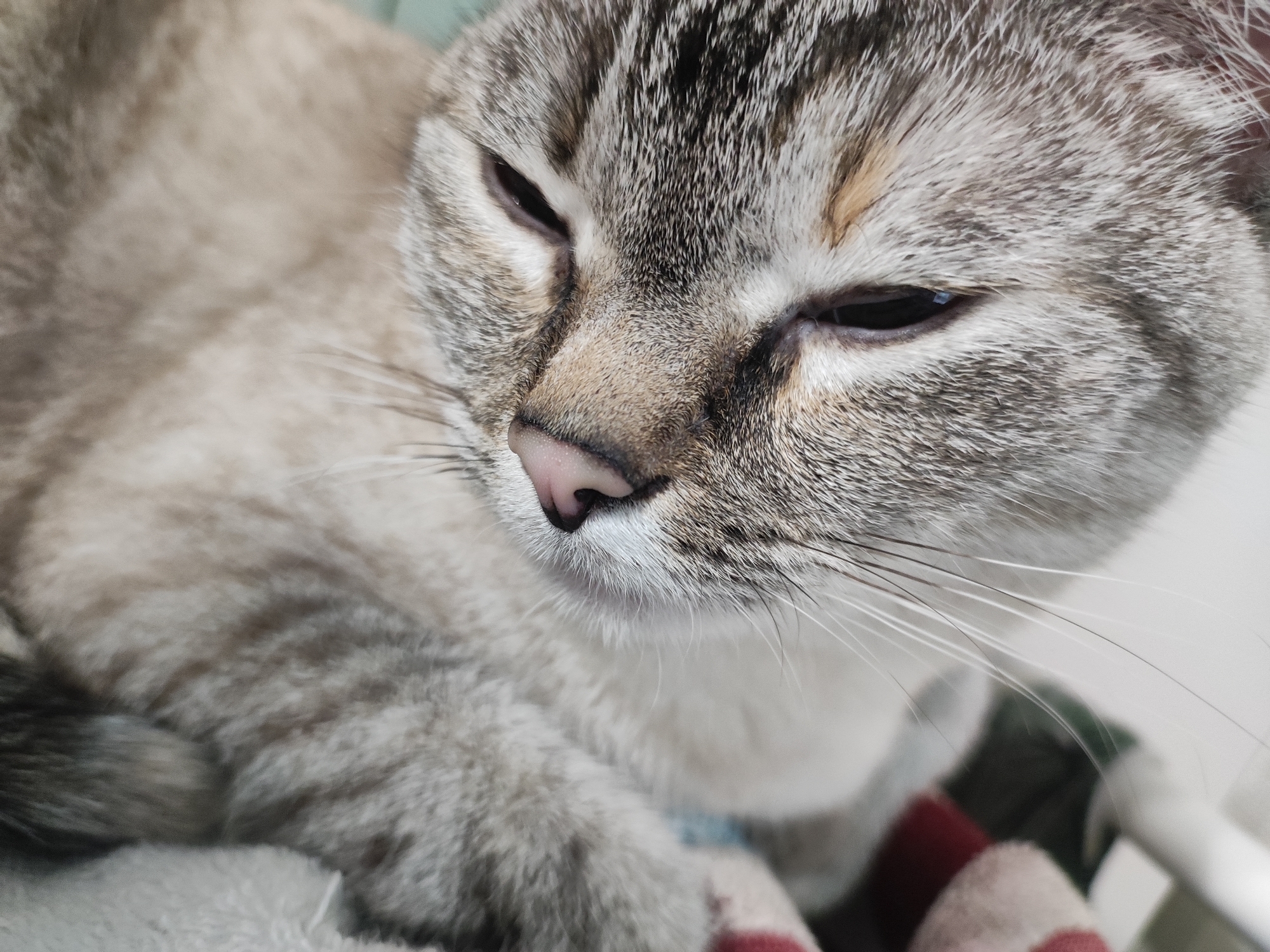 Lazy morning with a tabby cat in a Moscow apartment