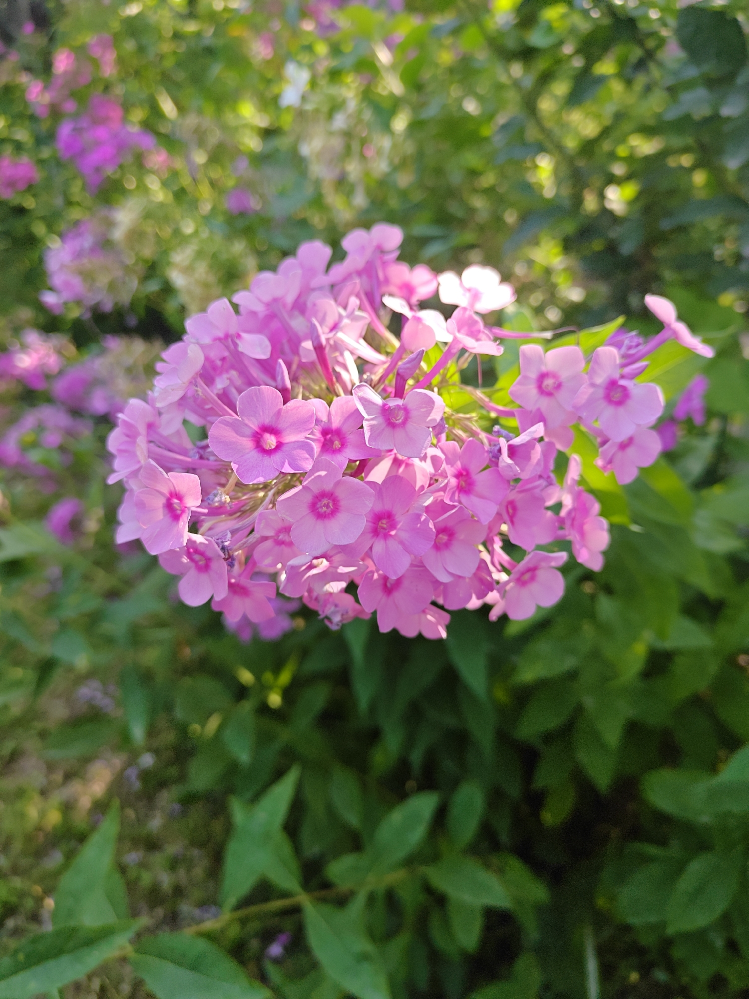 Summer blooms and backyard berries in Baytik, Kyrgyzstan