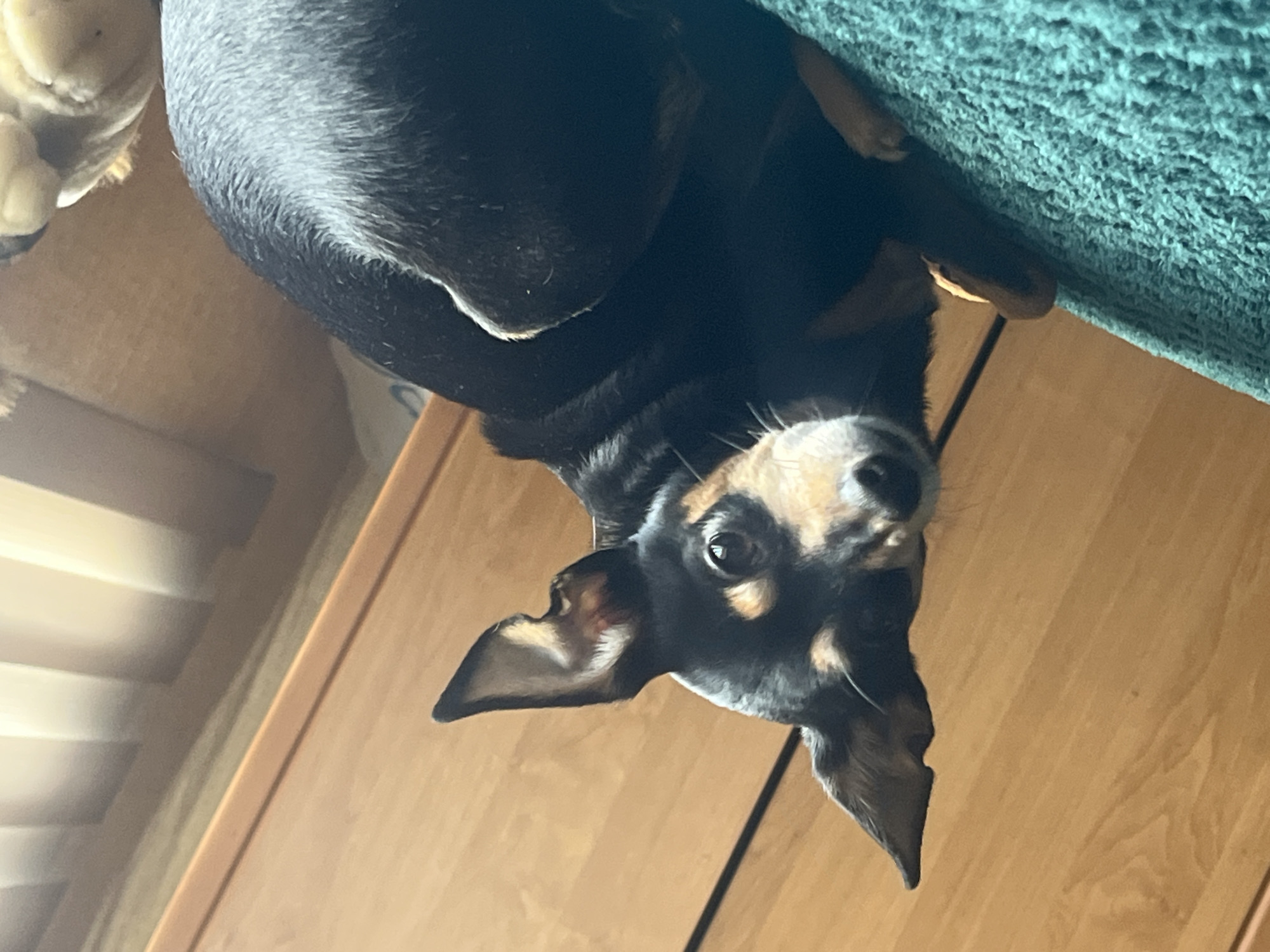 Man and dog share quiet moment in Sofia home