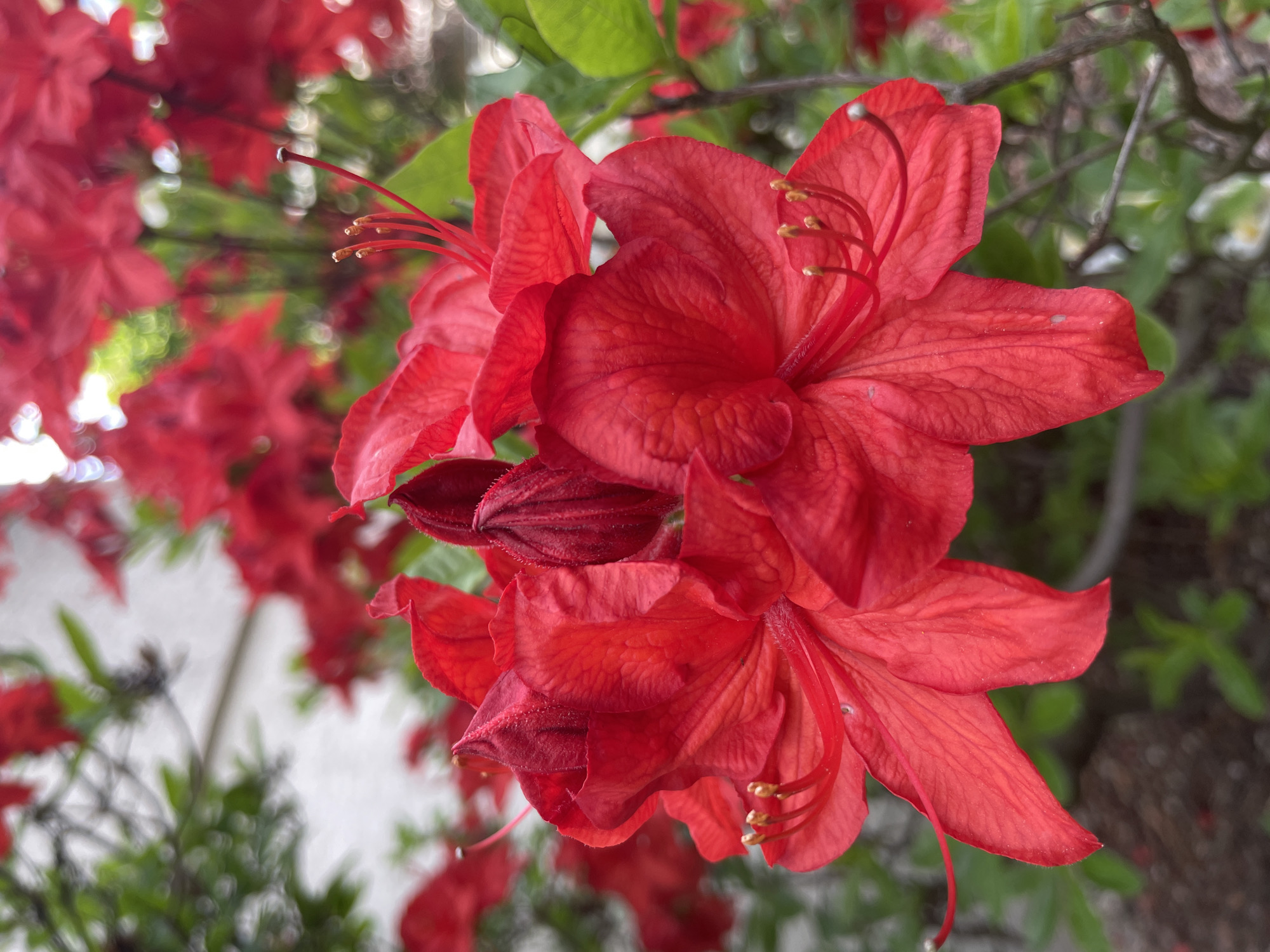 Spring afternoon walk captures blooming gardens and clear skies