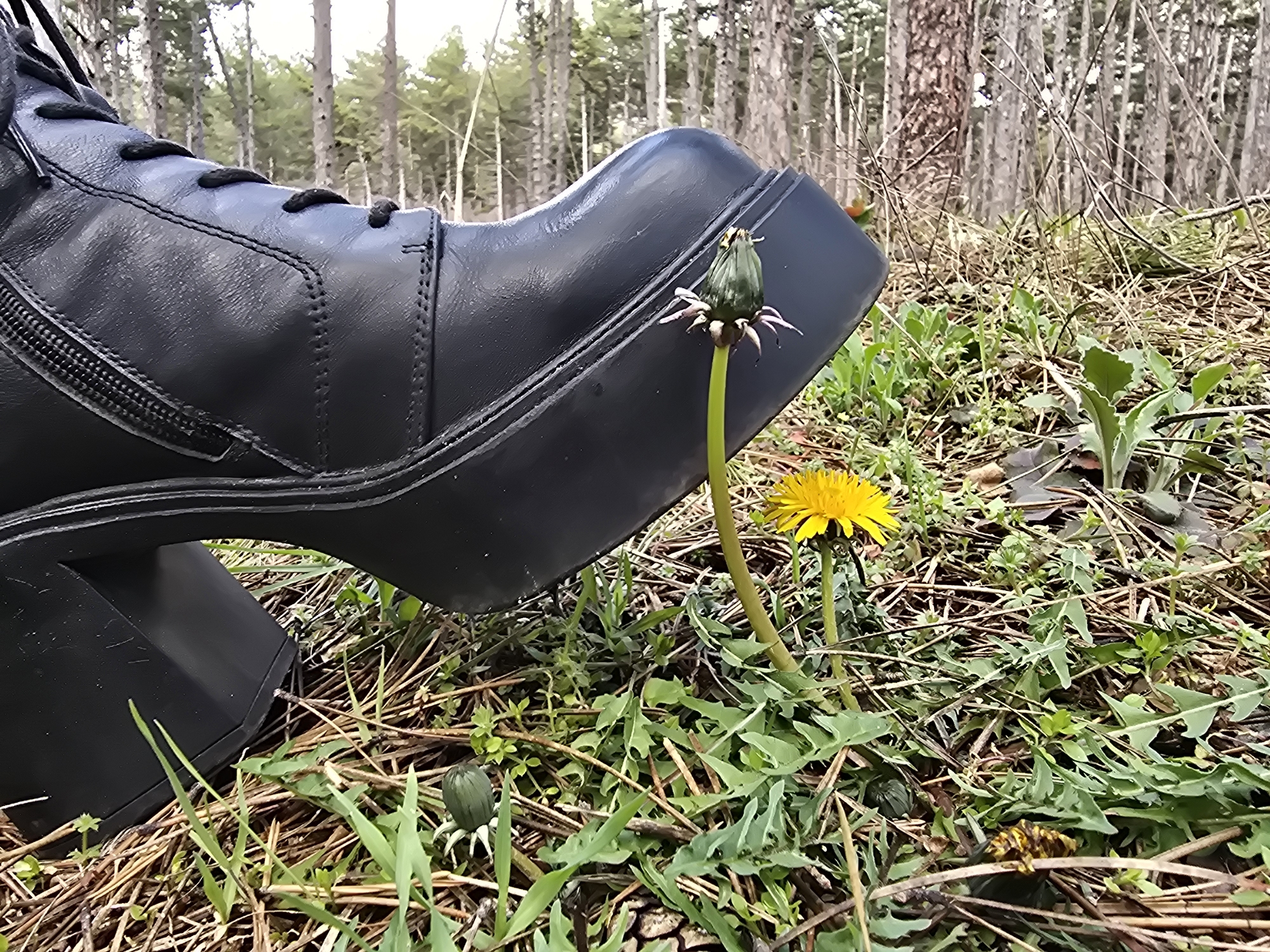 Morning nature walk documented in Sopot forests and neighborhoods