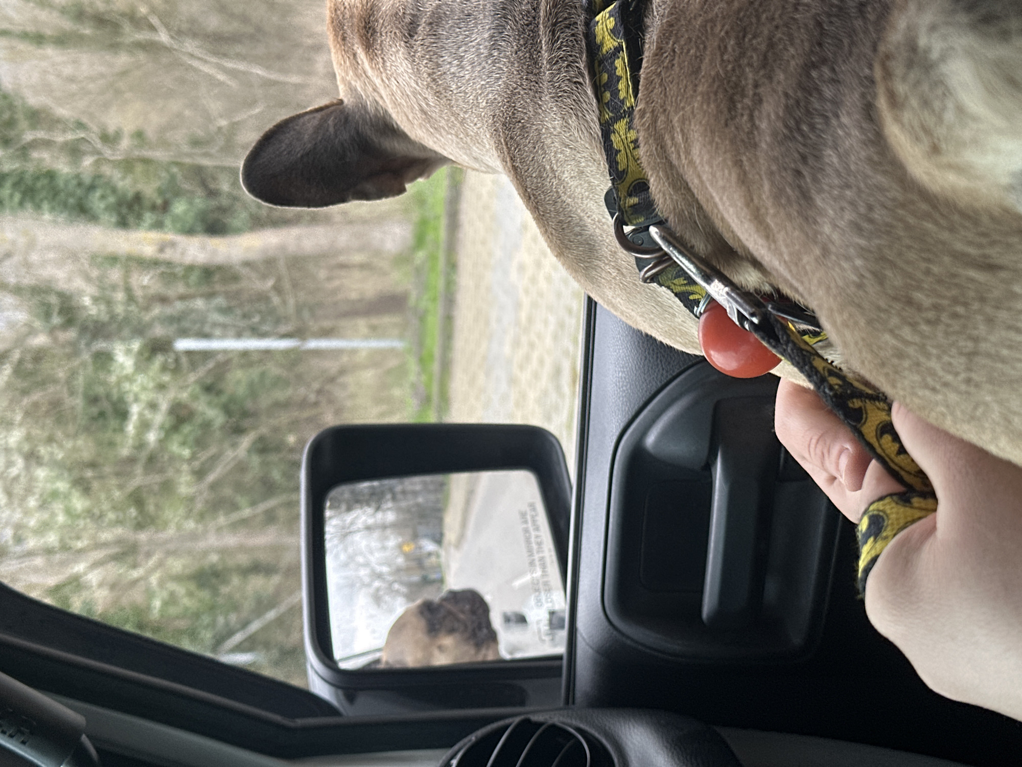 Dog spotted in car interior and side mirror in Varna