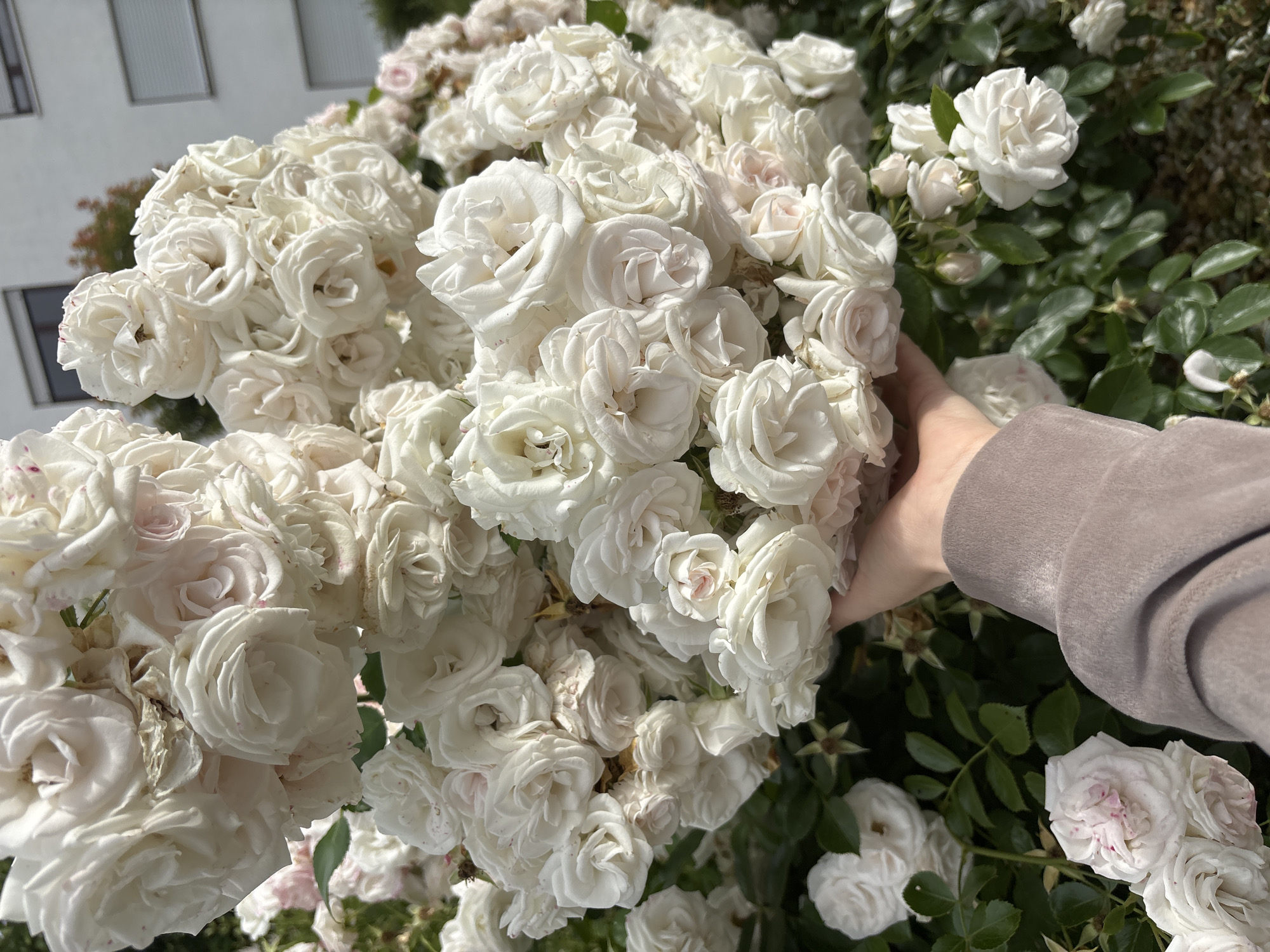 Neighborhood walk with close looks at garden plants and flowers