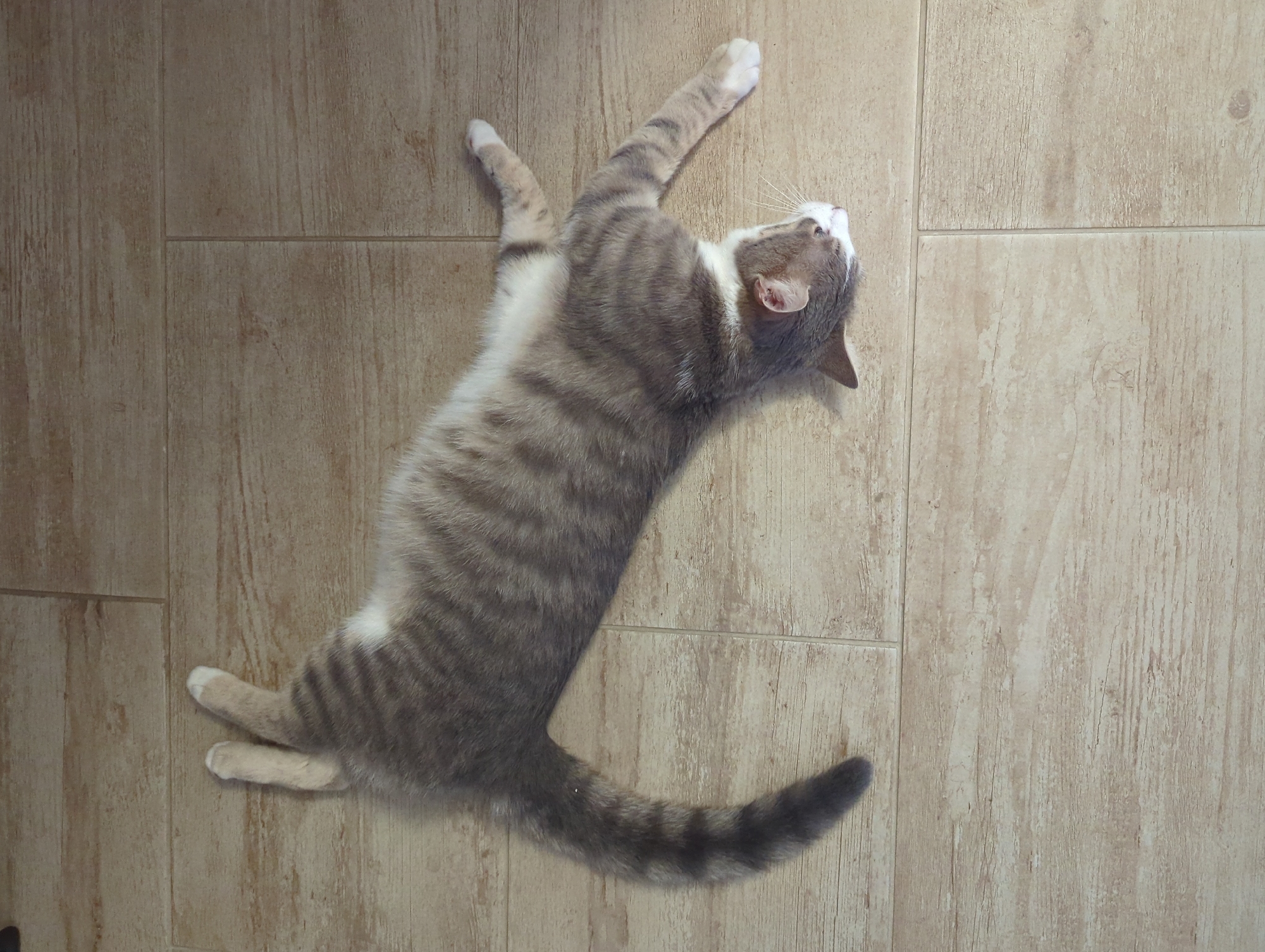 Cat naps documented in Burgas home over afternoon hour