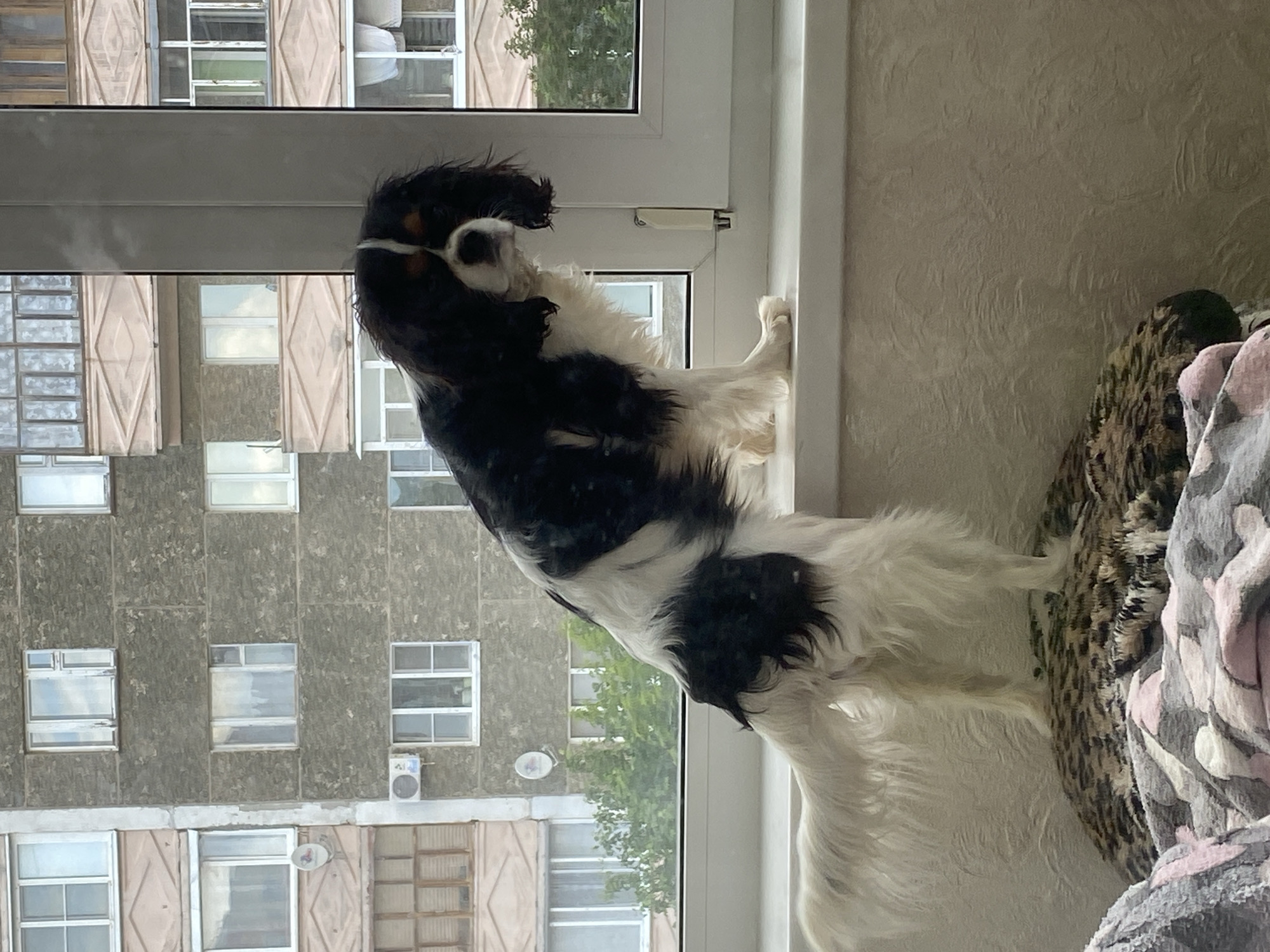 Pets, skies, and sandy ground on a Votkinsk morning