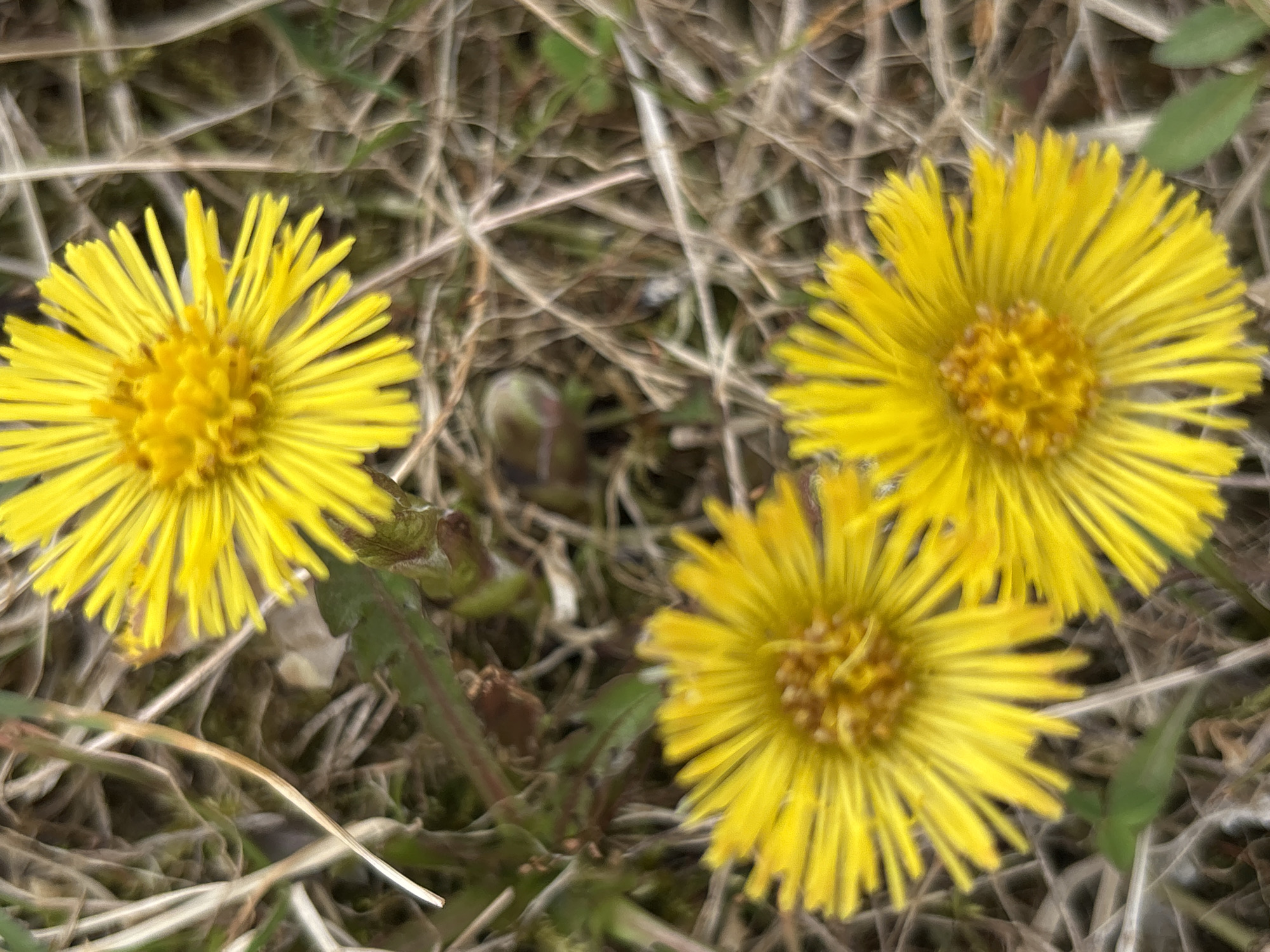 Spring wildflowers and nature documented in rural Russia