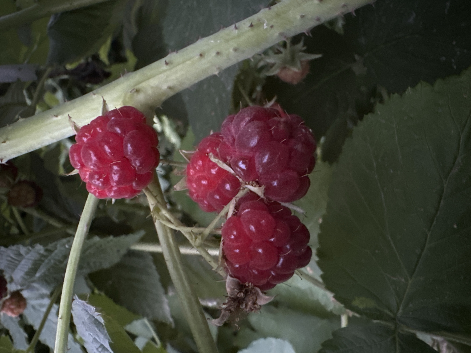 Ripe berries and blooming flowers in a Kyrgyz garden