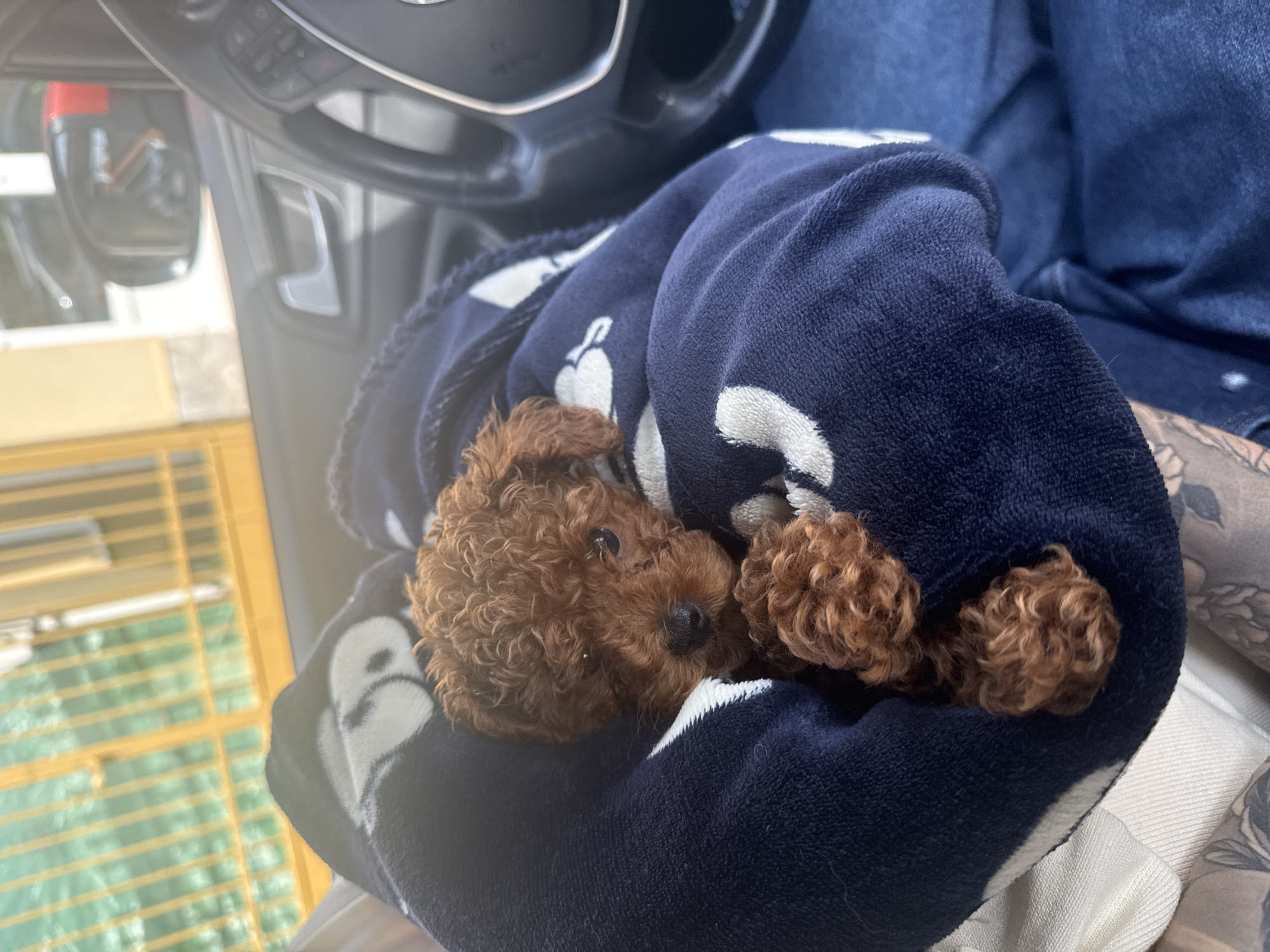 Poodle puppy spotted resting in car blanket in Burgas