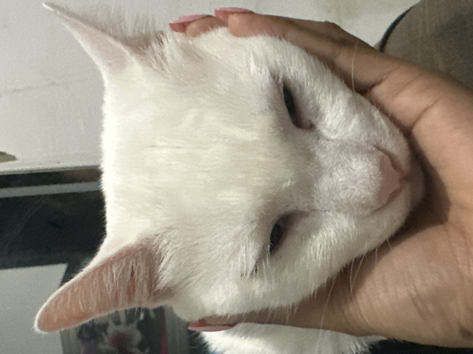 Afternoon cuddle session with white cat documented in North Jakarta