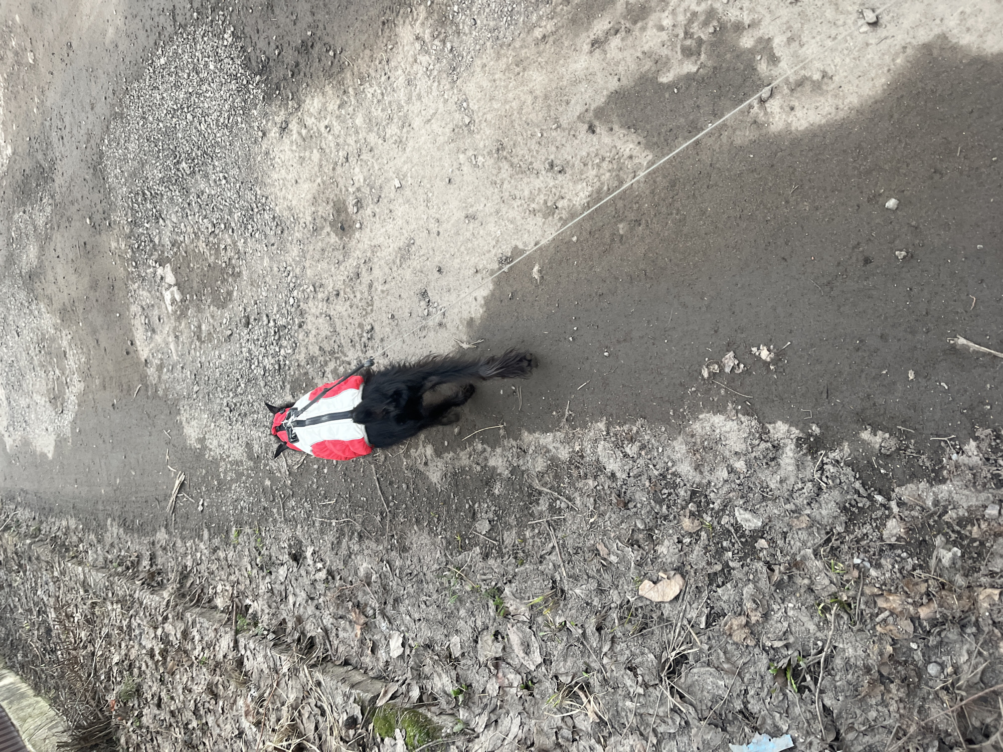 Early morning dog walk captured in suburban Podolsk