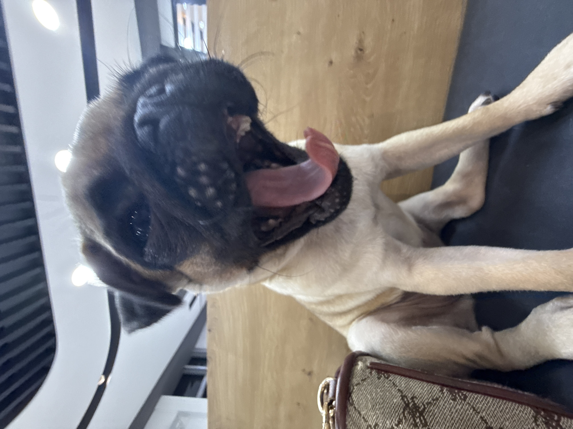 Ducks and pugs hanging out inside a pet-friendly space