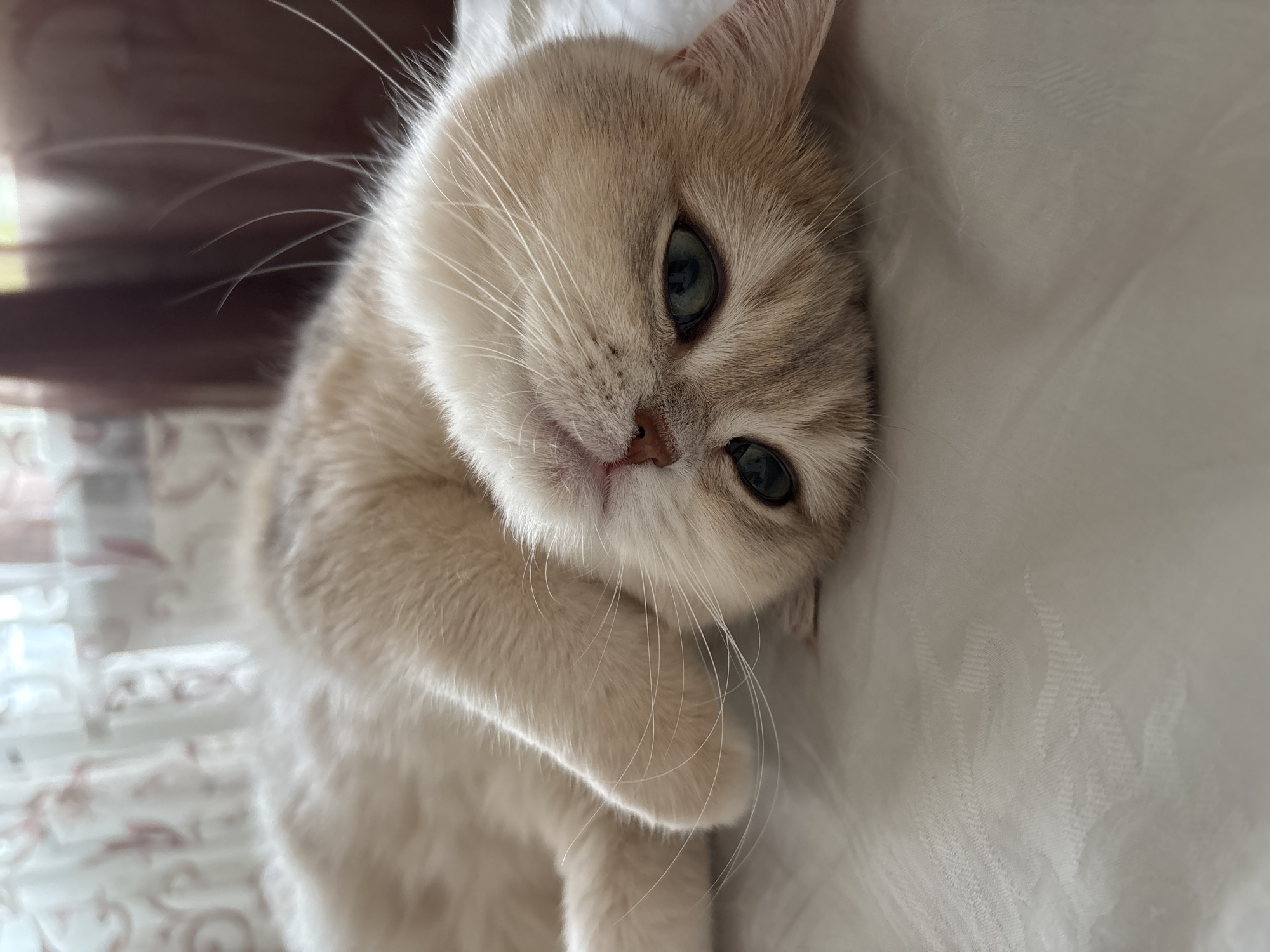 Cat rests on white surface in Chaikovsky, Russia
