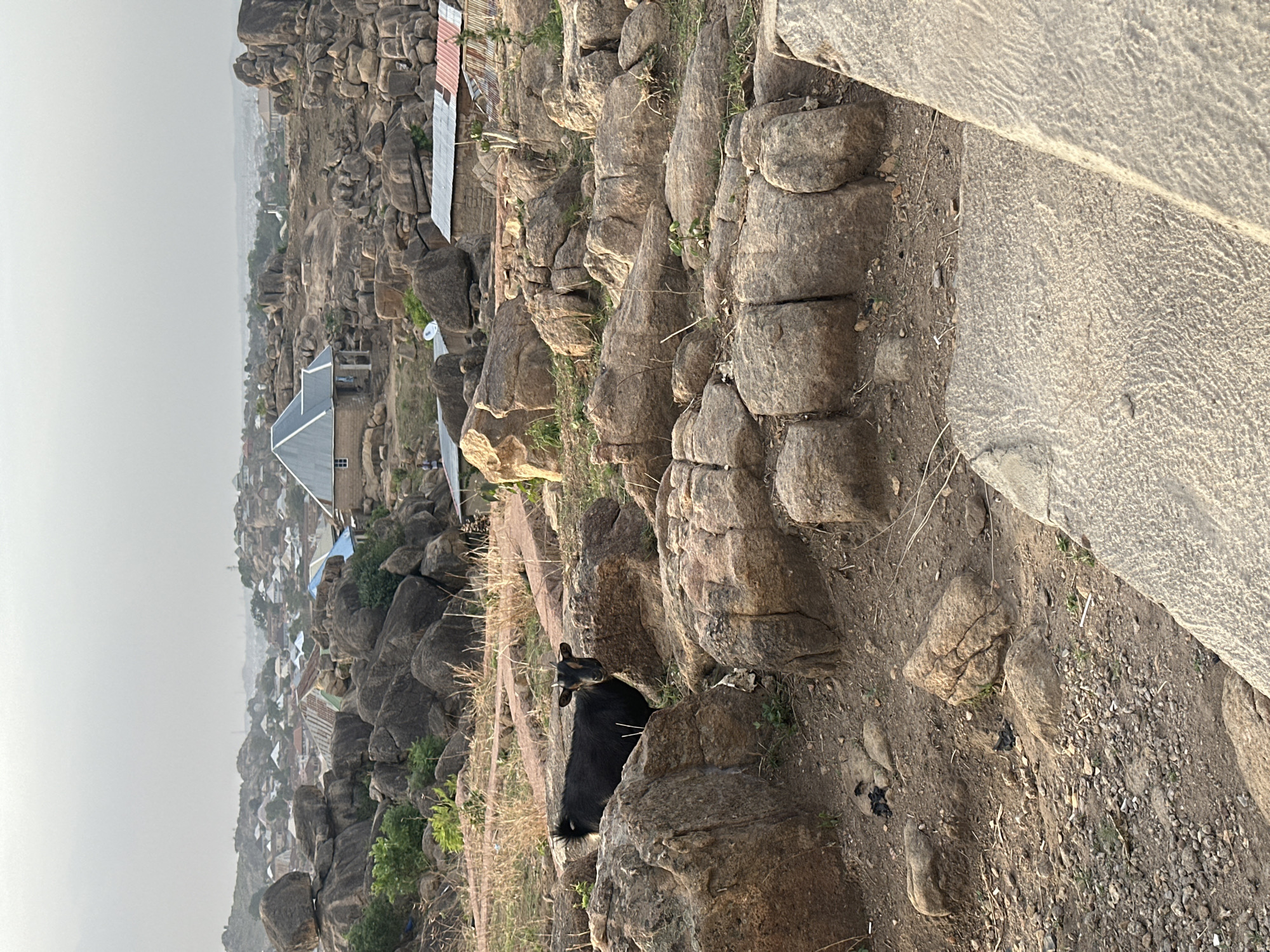 Animals roam rocky hillsides in Jos, Nigeria residential area