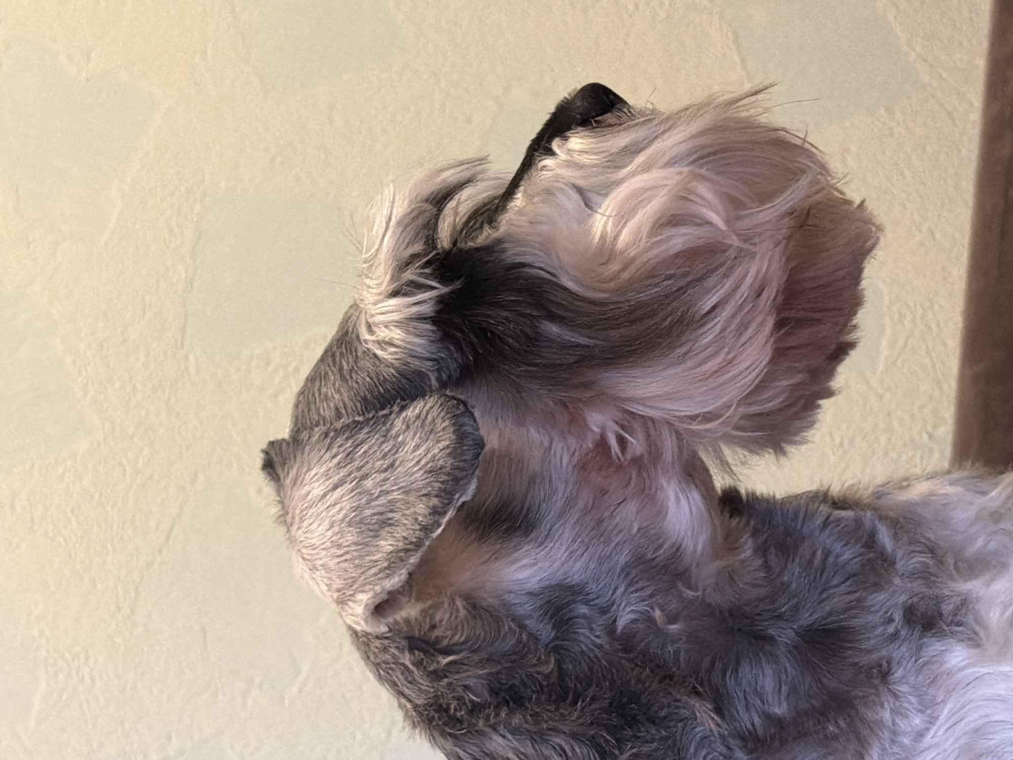 Chaikovsky resident documents evening at home with pets, sunset